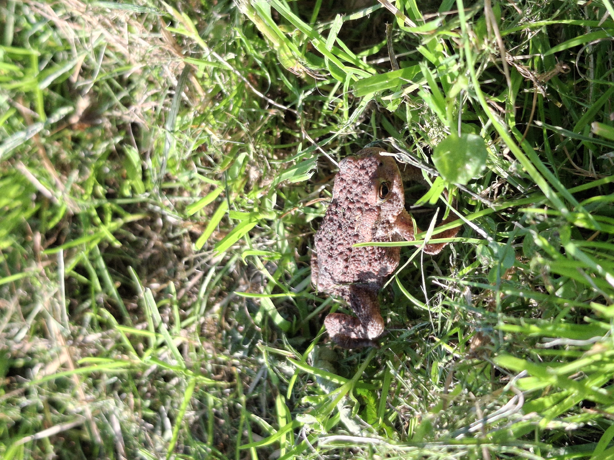 A close-up, high-angle shot shows a small, brown toad resting on green grass. The toad is positioned in the lower right quadrant of the image and is facing left. Its skin is rough and bumpy, and its eyes are dark and beady. The grass is long and appears to be dry in some areas, with sunlight casting shadows. The environment suggests an outdoor, natural setting, possibly a meadow or field. The scene appears to be located in Дубровенскі сельскі Савет, Belarus.