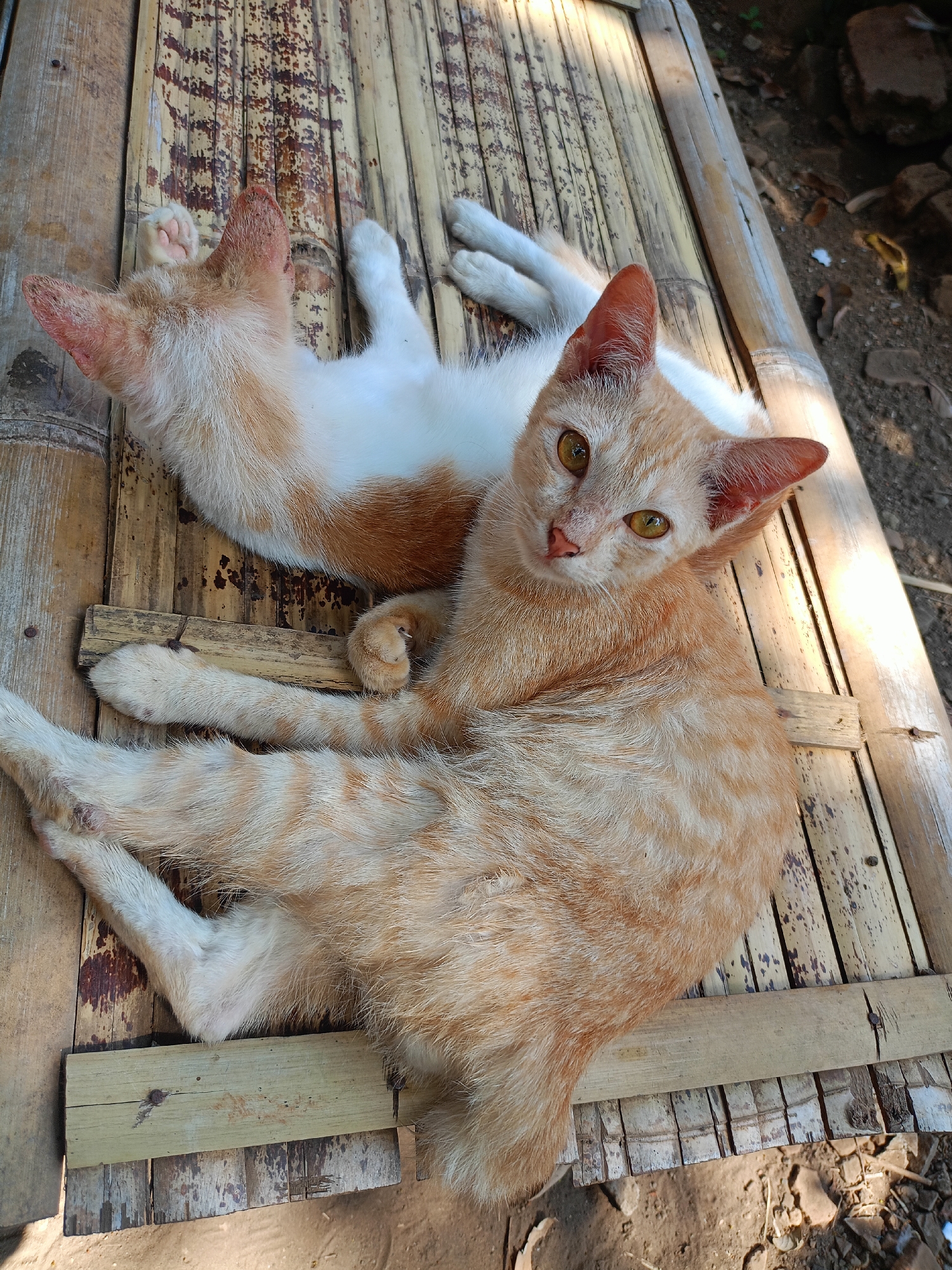 Two ginger and white cats are lying on a bamboo mat outdoors, likely in Jelbuk, Indonesia. The cat in the foreground is lying on its back, with its legs splayed out. It is a ginger tabby with white markings on its chest and paws. Its eyes are open and it is looking at the camera. The other cat is lying on its stomach, with its head turned away from the camera. It is mostly white with ginger patches. The bamboo mat appears to be worn and discolored in places. The background is blurred but appears to be dirt and some rocks. The lighting suggests it is daytime.