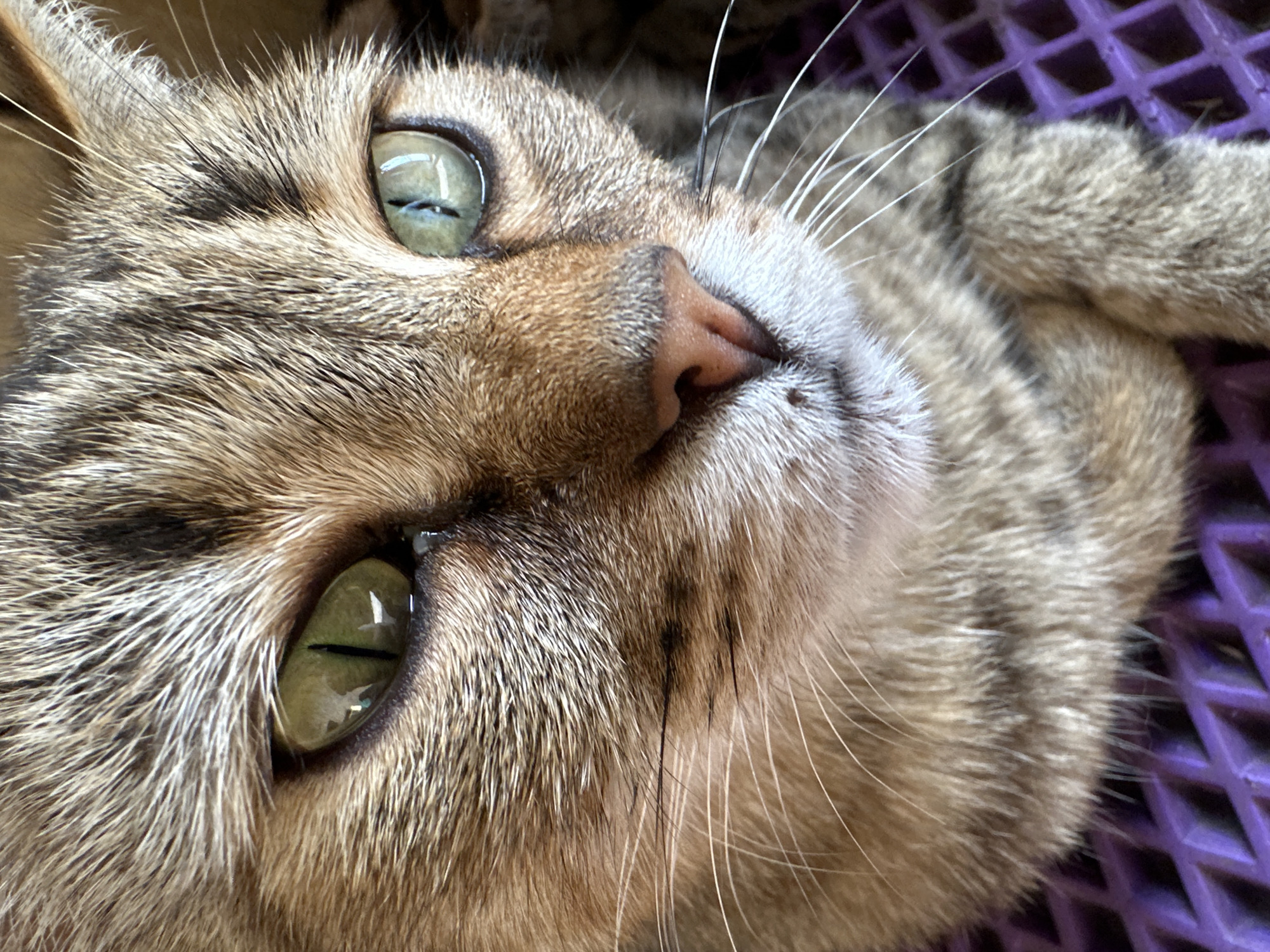 A close-up, eye-level, outdoor, natural light photograph shows the face of a tabby cat. The cat has green eyes with black pupils, a pink nose, and white whiskers. The cat's fur is a mix of brown, black, and gray tabby stripes. The cat appears to be lying down on a purple, textured surface, possibly a plastic mat or cushion. The background is blurred and dark. The scene is set in Вознесенка, Russia.