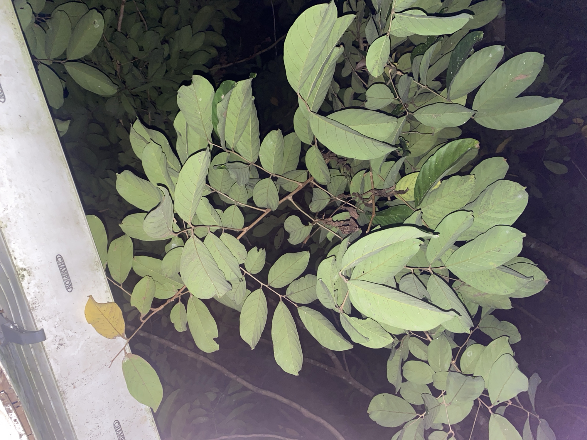This image captures a close-up view of lush green foliage, likely a tree branch, against a dark, out-of-focus background. The leaves are oval-shaped with pointed tips and prominent veins. Some leaves are a vibrant green, while a single leaf at the top left of the frame displays a yellow hue, suggesting it may be older or undergoing senescence. A white, textured surface with some text is visible at the top of the image, possibly a part of a building or structure. The lighting suggests it might be evening or nighttime. There are no people or animals visible in the frame. The overall impression is one of natural growth in an outdoor setting. The context provided, identifying the location as Banjarbaru, Indonesia, suggests this natural scene is situated within an urban or semi-urban environment in that specific region.
