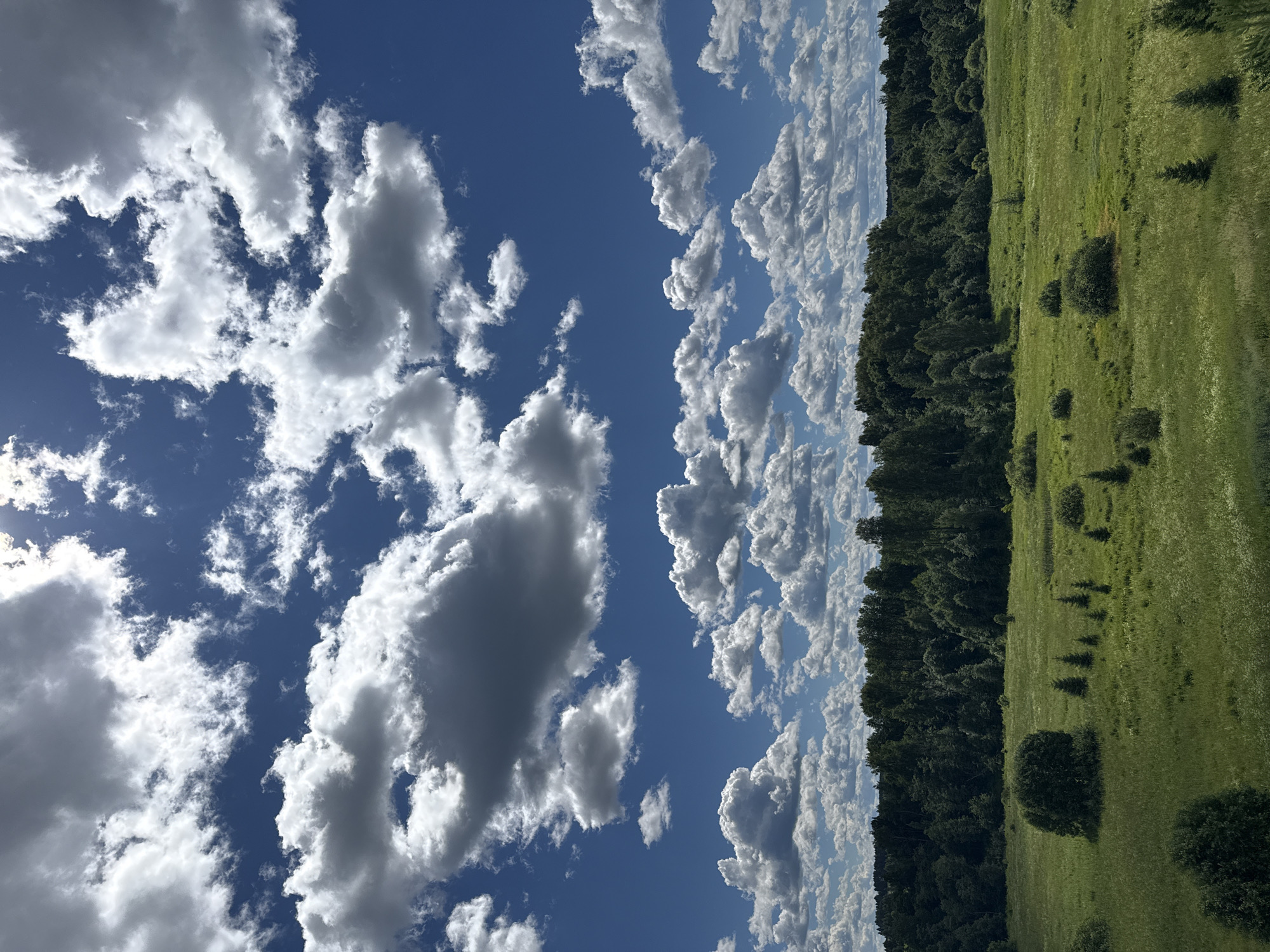 The image depicts a vibrant, sun-drenched summer day in a rural landscape, likely in Шолохово, Russia. The scene is divided between a vast, bright blue sky filled with dynamic, fluffy white cumulus clouds and a lush, green field bordered by a dense forest. The orientation of the image suggests it was taken from an elevated perspective, possibly a hill or drone, looking down.
The sky is a dominant subject, showcasing a variety of cloud formations. Some clouds are large and dramatic with shadowed undersides, indicating depth and volume, while others are smaller and wispy, scattered across the horizon. The sunlight catches the edges of the clouds, creating a bright, airy atmosphere.
Below the sky lies a verdant field, bathed in sunlight. The grass appears long and slightly uneven, with subtle shadows indicating rolling terrain. Scattered throughout the field are several bushy trees, some appearing as dark green mounds, and a few smaller, conical evergreen trees. The field stretches towards a dark, dense line of trees that forms a forest along the horizon. The forest canopy is uniform in its dark green hue, creating a stark contrast with the bright field and sky.
The overall mood of the image is peaceful and serene, evoking a sense of natural beauty and the warmth of a summer afternoon. There are no people or man-made objects visible, emphasizing the unspoiled natural setting. The time of day appears to be midday or early afternoon, given the bright sunlight and the angle of the shadows. The weather is clear and pleasant, with the clouds suggesting fair weather conditions. There is no visible text in the image.