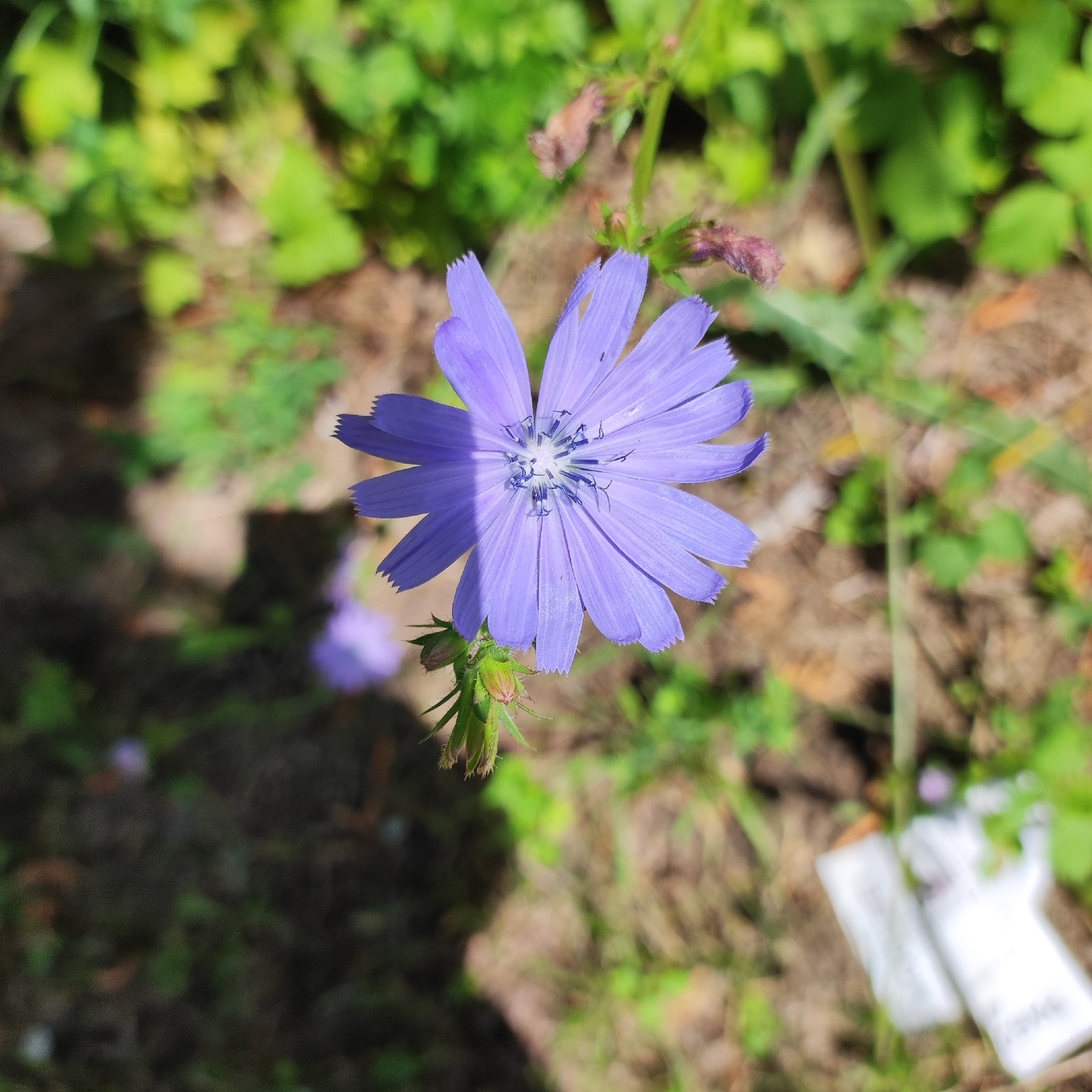 The image shows a close-up of a single, open purple chicory flower. The flower has delicate, serrated petals radiating from a central cluster of stamens. A shadow from the left cuts across the flower. In the foreground, a small cluster of green buds and a partially opened bud are visible below the main flower. The background is softly blurred, showing green foliage and patches of brown earth, suggesting an outdoor, natural setting. Two white, blurry objects, possibly pieces of litter or natural debris, are present in the lower right corner. The scene is likely located in Kineshma, Russia, given the context provided.