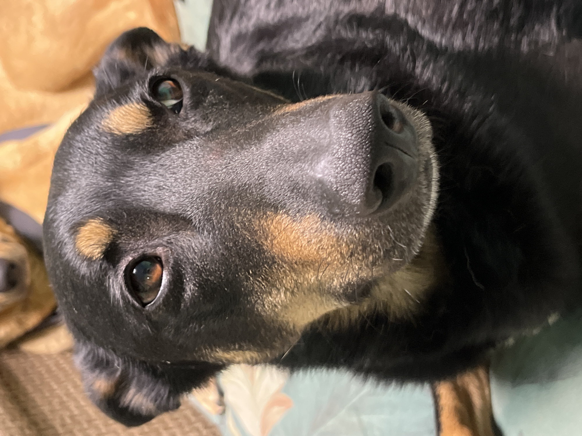 A close-up shot features a black and tan dog lying on its side, possibly on a bed. The dog's head is tilted toward the camera, showcasing its eyes, nose, and facial fur. A second dog is partially visible in the background. The surroundings consist of bedding with a pale blue or green pattern. There is no indication of this being in Nizhny Tagil, Russia or any city for that matter.