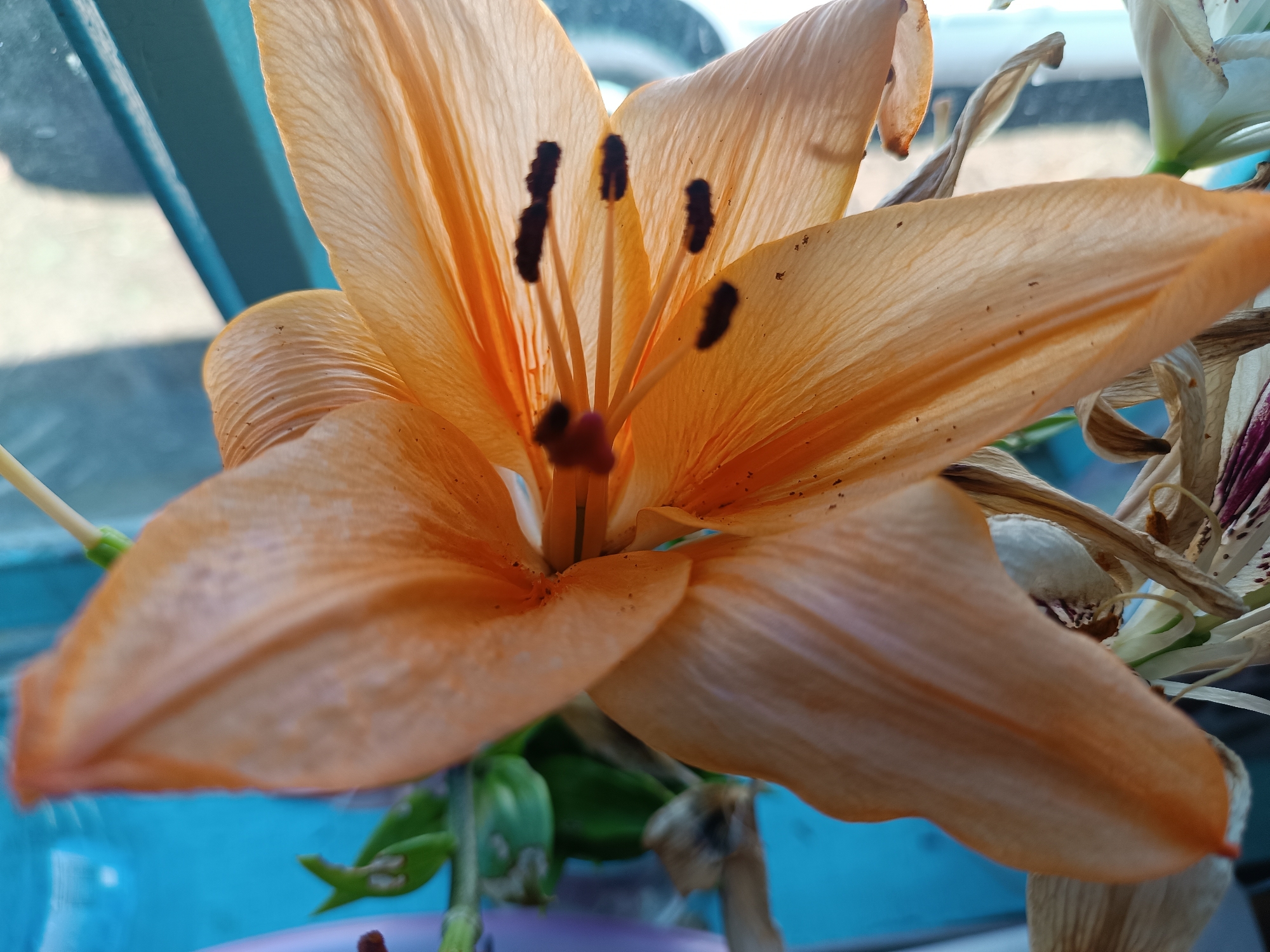 An extreme close-up shot captures the delicate orange petals of a lily flower in bloom. The flower's stamens, tipped with dark anthers, are prominently displayed in the center, their delicate filaments extending outwards. The petals exhibit a translucent quality, allowing light to pass through and highlight their intricate veining. The background is softly blurred, with hints of a blue surface and green foliage suggesting an outdoor or indoor setting near a window. The focus is entirely on the floral subject, emphasizing its natural beauty and intricate details. The image does not depict any people, actions, or interactions, nor does it provide any context related to the city of Alexandrovskoe, Russia.