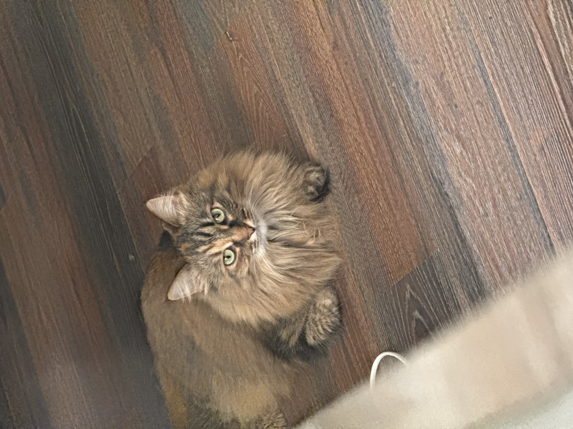 A medium-sized, long-haired cat with brown, tan, and tabby markings sits on a brown wooden floor. The cat is looking up at the camera with green eyes. Part of a white object, possibly a blanket or piece of furniture, is visible in the lower right corner of the image. The location is not discernible from the image provided, so it is not possible to determine if it is in Votkinsk, Russia.