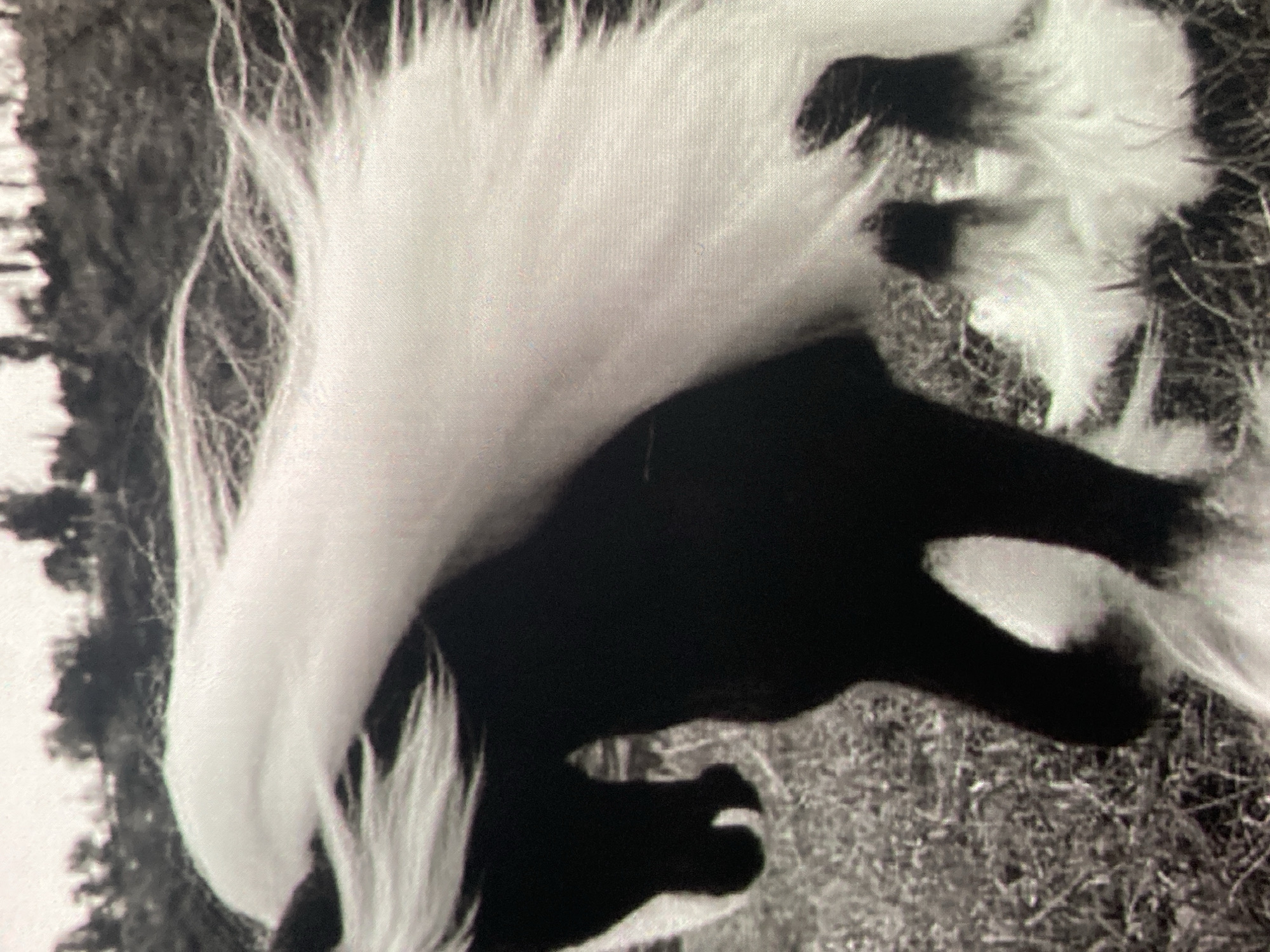 A black and white, medium-shot photograph depicts a horse with a long, flowing white mane and tail standing in a grassy field. The horse is predominantly black with white markings on its legs and mane. The background is blurred, showing trees and a slightly hilly terrain, suggesting an outdoor, rural setting. The image is static and captures the horse from approximately its mid-section upwards, with its head turned slightly to the left. The lighting is natural, casting soft shadows. There are no visible people or human activity in the frame. The environment appears to be a field with dry grass and sparse vegetation. The details of the scene do not provide any specific information to associate it with the city of Ustyvytsia, Ukraine.