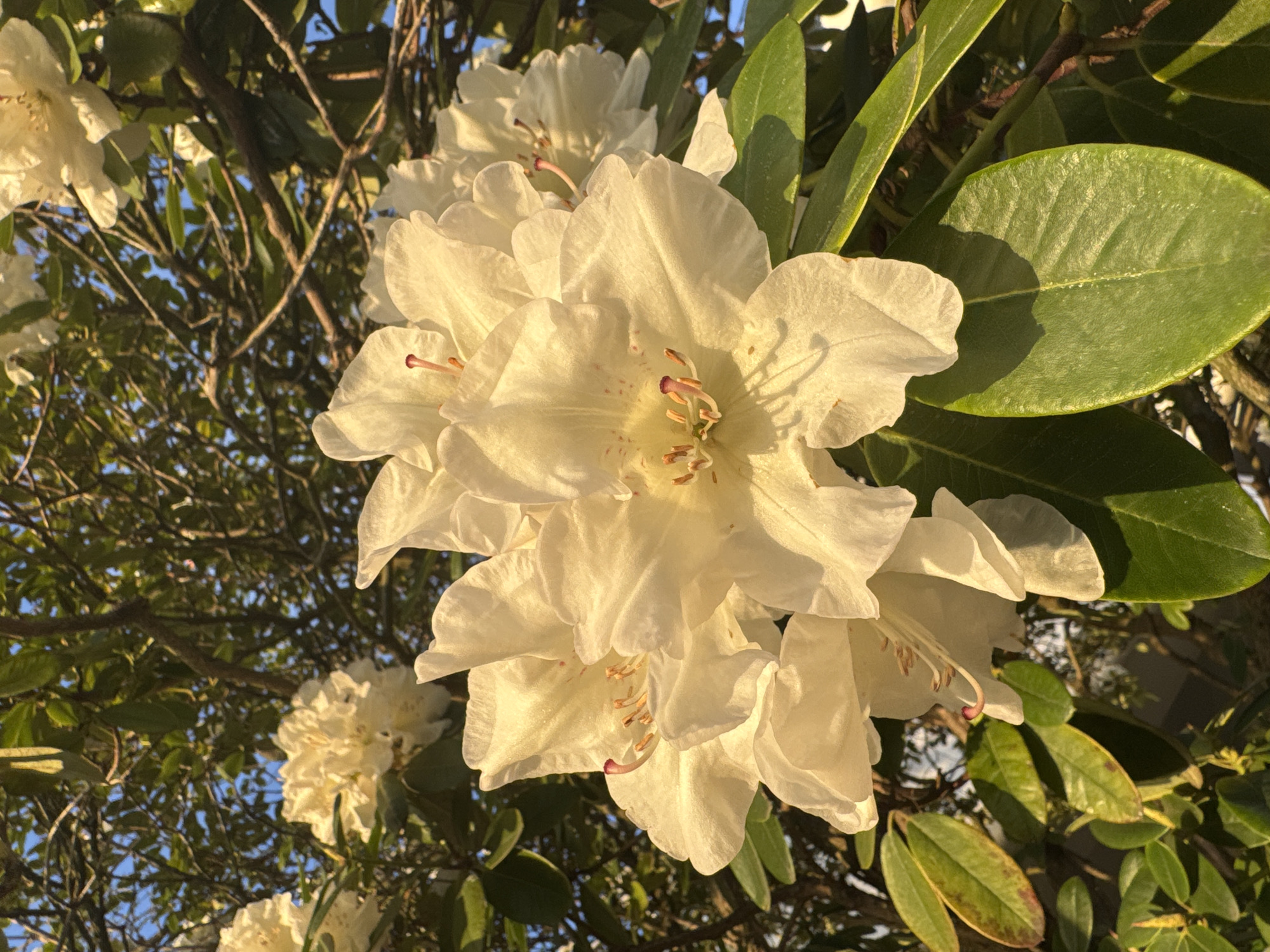 A close-up shot captures a cluster of white rhododendron flowers in North Vancouver, Canada. The flowers, with delicate petals and reddish-brown pistils, are illuminated by bright sunlight. Green leaves with smooth edges surround the blossoms, while branches and twigs can be seen in the background, some against a blue sky. The lighting suggests a sunny day.