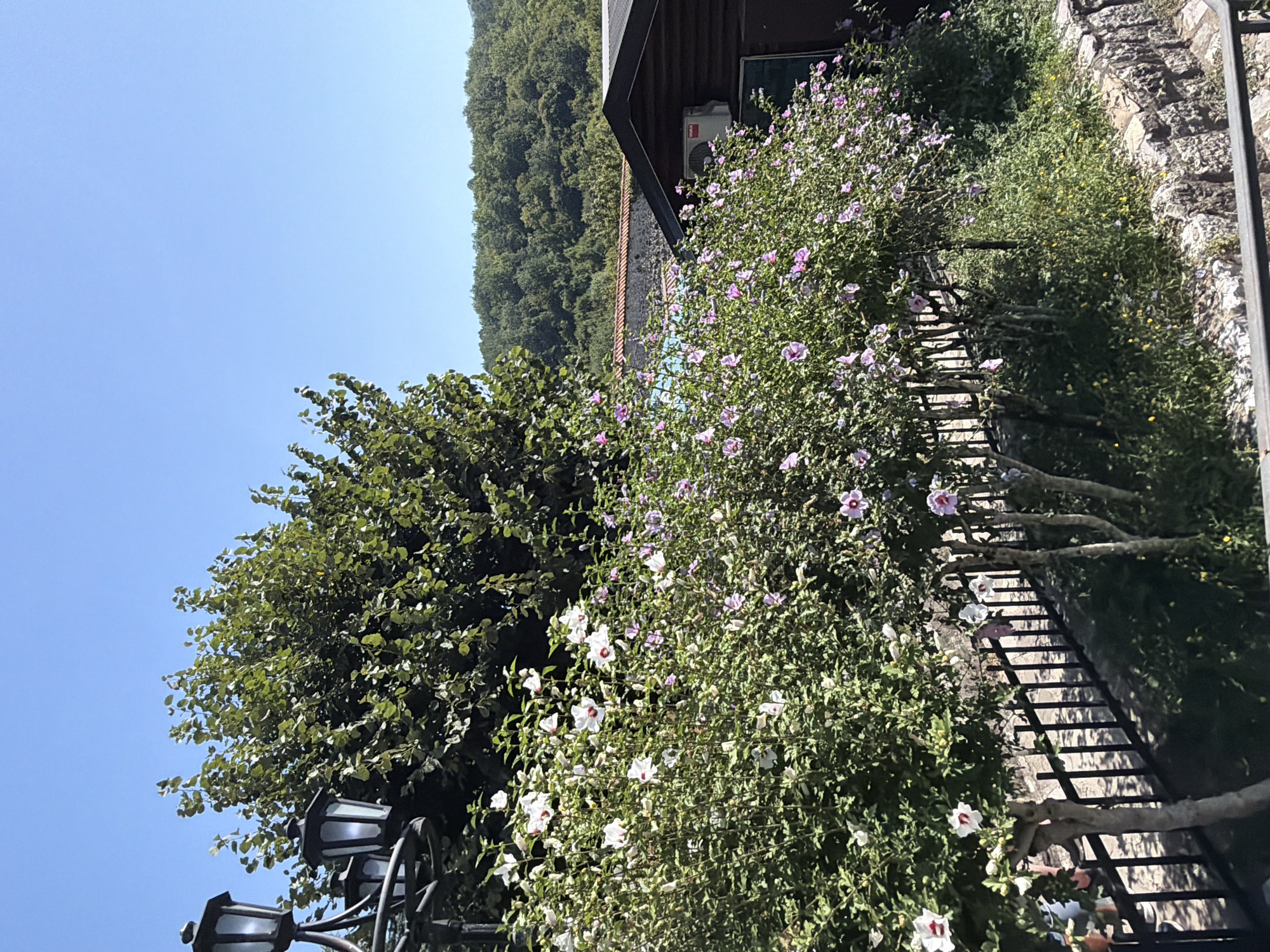 This image depicts an outdoor scene with lush greenery and flowering plants, set against a backdrop of wooded hills and a clear blue sky. In the foreground, a black metal fence runs horizontally across the frame, partially obscured by flowering bushes. The bushes are laden with numerous pink and white flowers, with some red centers visible on the white blooms. Behind the fence, a large tree with dense green foliage stands tall. To the left of the frame, a black lamppost with three lights is visible.
Further in the background, a rustic wooden building with a dark roof is situated. An air conditioning unit is mounted on the exterior wall of the building. Above the building, a section of a stone wall and a terracotta-tiled roof can be seen. The overall impression is one of a serene, natural environment, possibly a garden or park area. The location is identified as Manastir Morača, Montenegro.