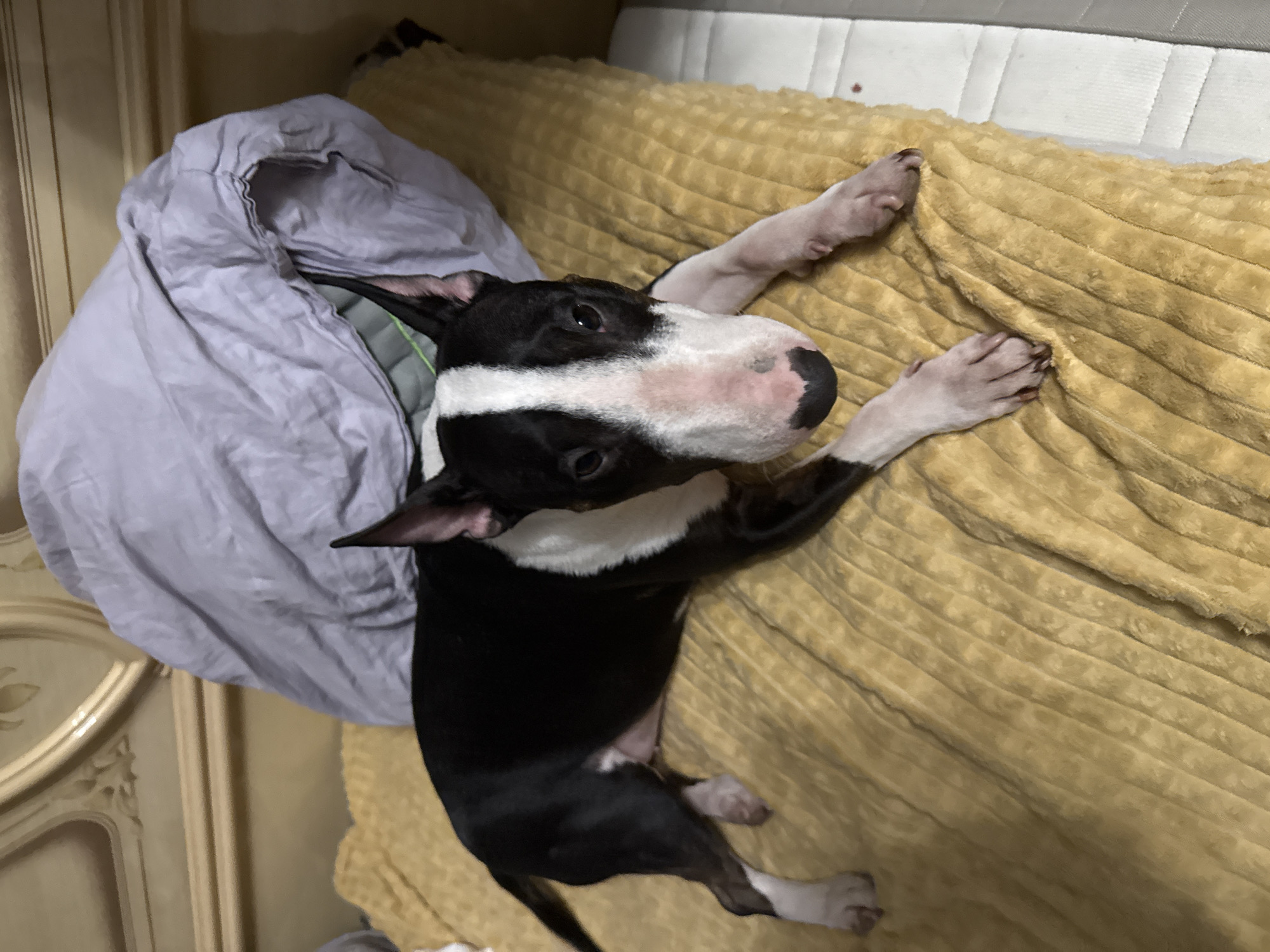 A black-and-white bull terrier lies on a yellow corduroy blanket on a bed. The dog is positioned with its head facing the viewer, its forelegs extended on the blanket. To the left of the dog is a bunched, light purple garment or blanket. The bed is located in a room with light-colored wooden furniture. The location is not discernable from the image as being in Moscow, Russia.