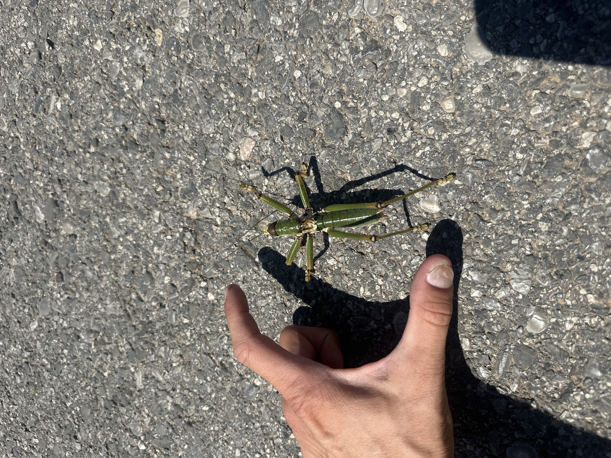 A green grasshopper is photographed on asphalt in Bratešići, Montenegro. A person's hand is in the foreground, cupped towards the grasshopper, casting a shadow. The grasshopper is positioned in the center right of the frame, with its legs spread and its body facing the camera. The asphalt surface is dark gray with visible aggregate and appears to be outdoors under bright sunlight.