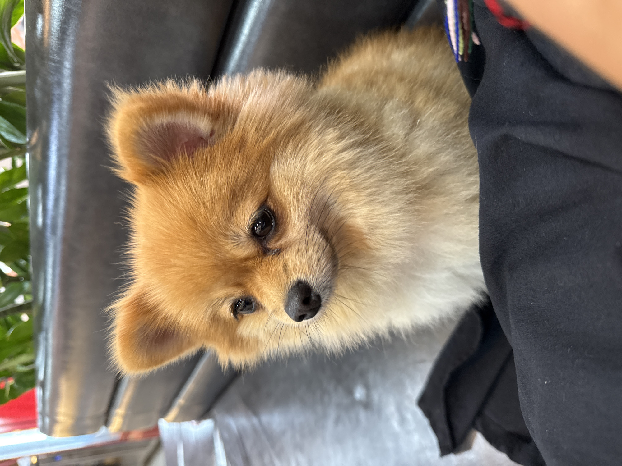 A medium shot depicts a small, light-brown Pomeranian dog with pointed ears and a black nose. The dog is positioned on the right side of the frame, next to a black fabric that appears to be clothing. Behind the dog, there are grey metal chair frames and, to the left, a potted green plant with hints of red. The location is Đà Nẵng, Vietnam.