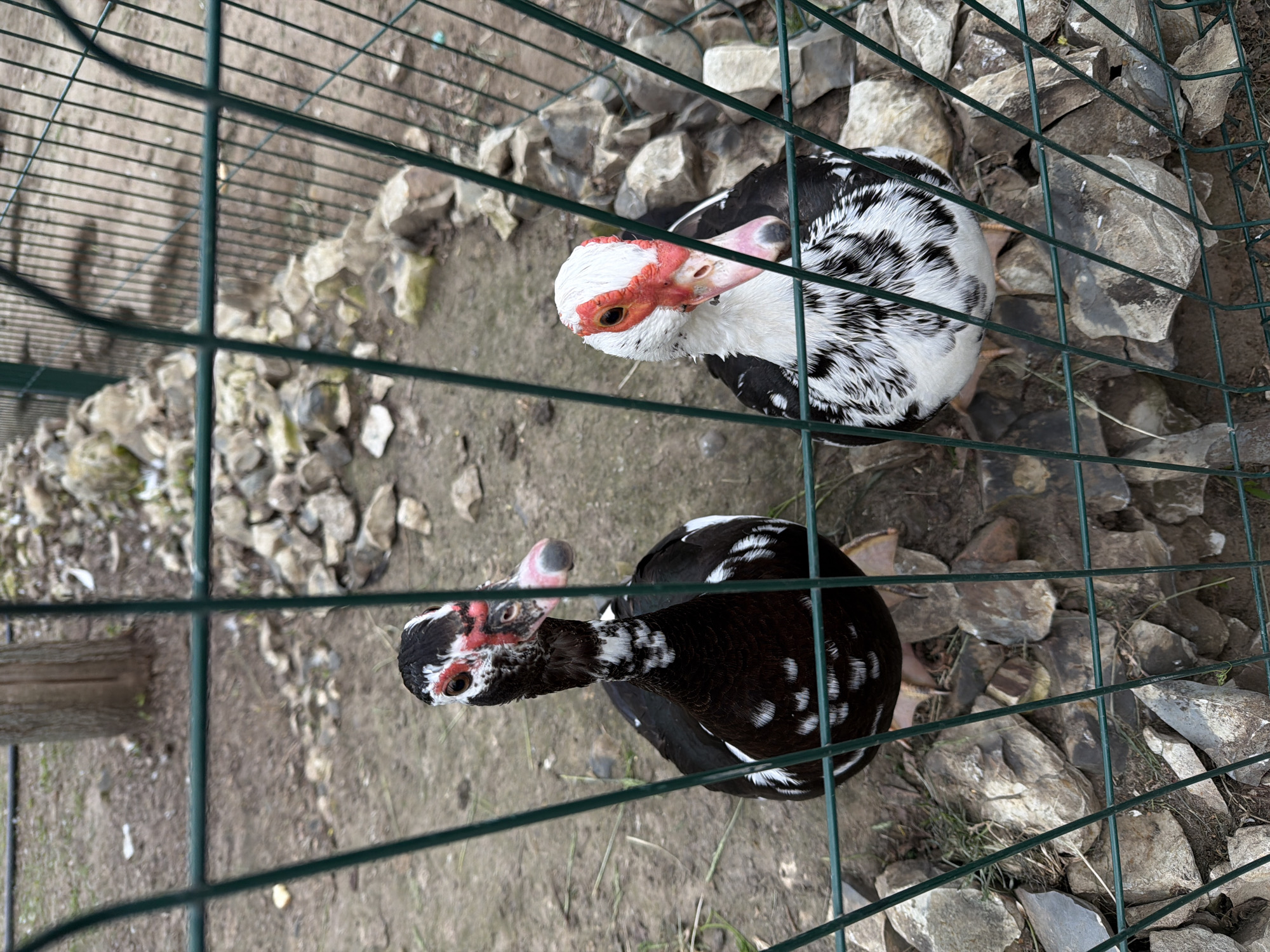 Two Muscovy ducks are inside a wire cage. The ground inside the cage is covered with dirt and rocks. One duck is mostly black with white spots, and the other is primarily white with black spots. The ducks are facing different directions. The location is Kamyshin, Russia.