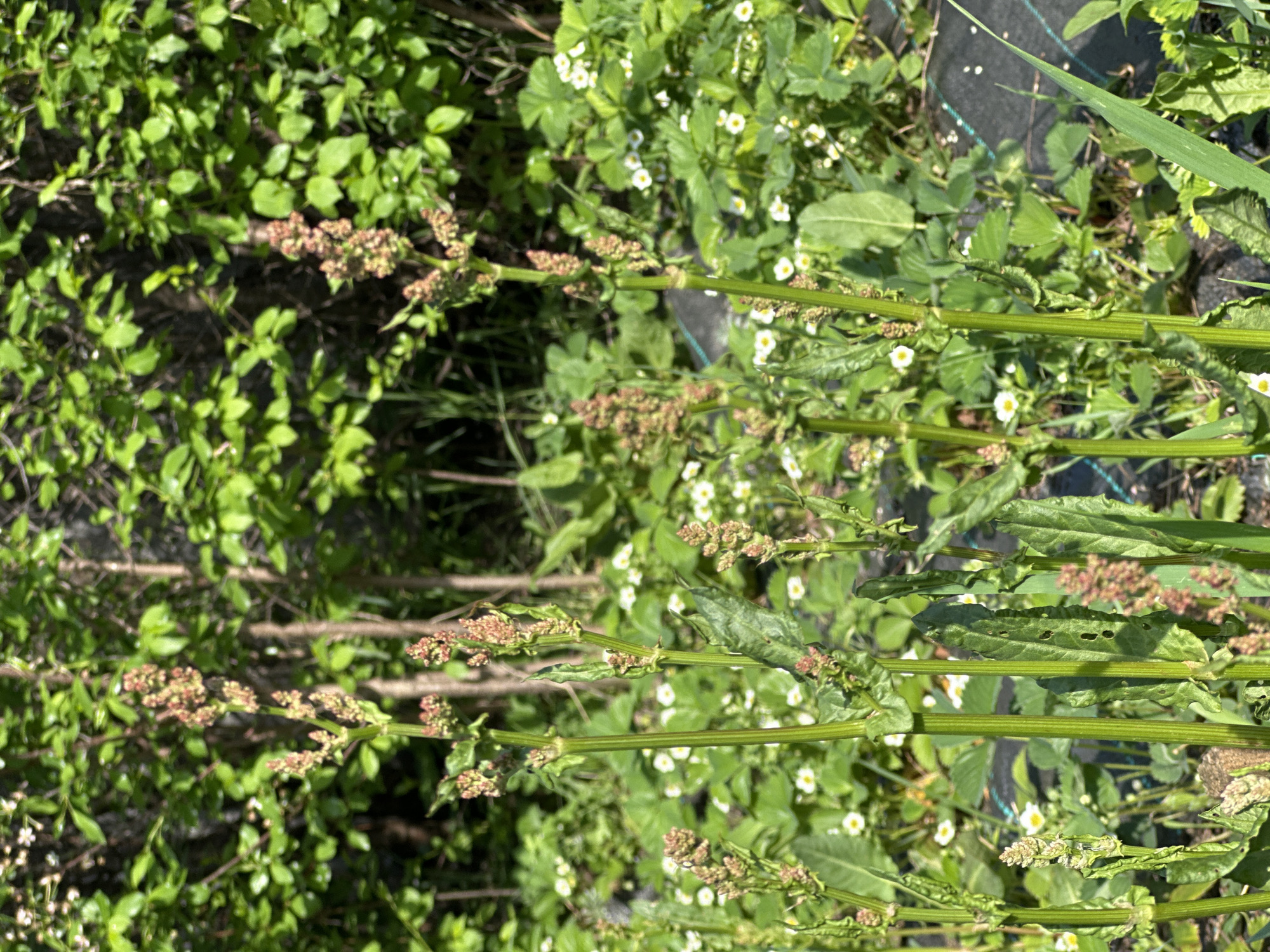 The image shows a ground-level view of a garden or natural area in Unknown, Unknown. Several tall green stems, possibly weeds, rise vertically through the frame. Each stem is segmented and features clusters of small, reddish-brown seed heads or flowers. The background consists of a mix of green vegetation, including plants with small, white flowers, and other leafy ground cover. A section of black landscape fabric is visible on the upper right. The scene is well-lit, suggesting an outdoor daytime setting. There are no people depicted in the image.
