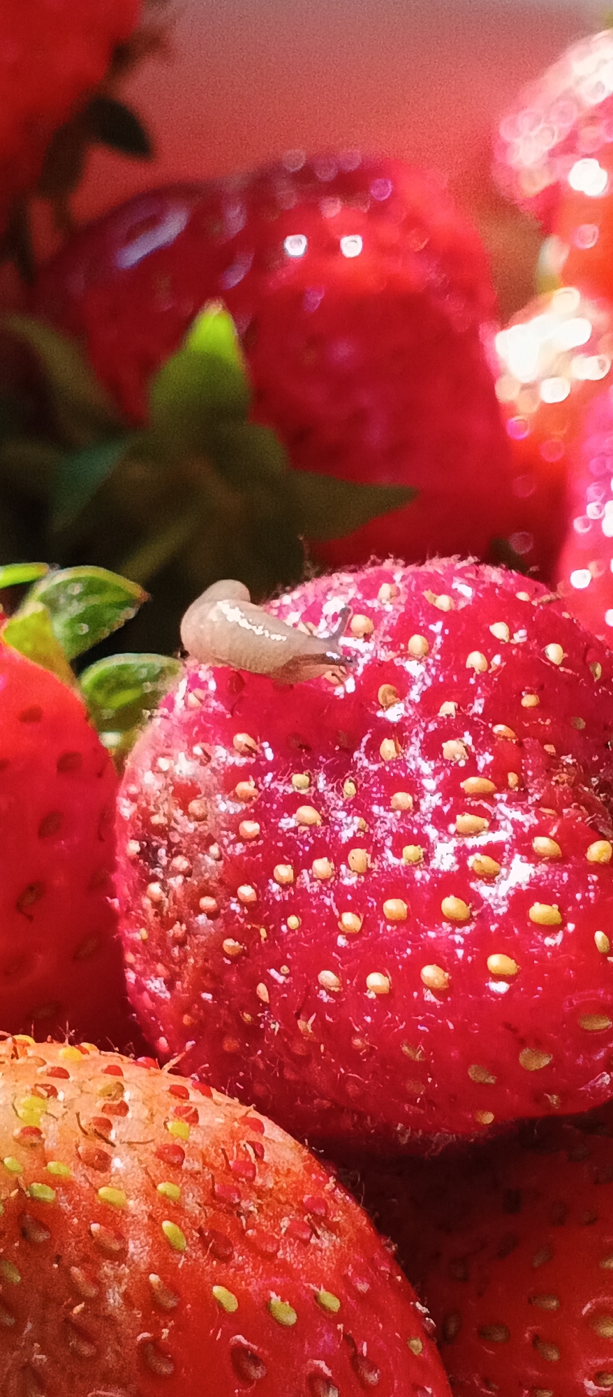 This is a close-up, macro photograph of several ripe strawberries, with one strawberry in sharp focus in the foreground. The dominant color is a vibrant red, with the small seeds of the strawberries appearing as yellow dots scattered across their surfaces. The texture of the strawberries is detailed, showing their slightly fuzzy skin.
On the surface of the focused strawberry, a small, light-colored slug is visible. It has a subtle striped pattern along its body and appears to be moving across the fruit. In the background, other strawberries and green leaves are visible, but they are out of focus, creating a bokeh effect. The lighting suggests a bright, possibly natural light source, casting highlights on the strawberries and creating a warm, inviting atmosphere. The overall scene evokes a sense of nature and the freshness of fruit, with the unexpected presence of the slug adding a touch of macro detail and wildlife.
The image does not contain any visible text. The location context of Smila, Ukraine, suggests this photograph was taken outdoors, likely in a garden or on a farm where strawberries are grown. The time of day and weather are not explicitly indicated but the lighting suggests a sunny day.