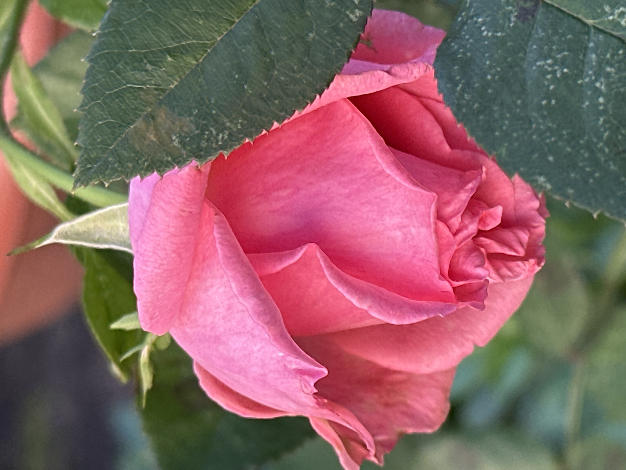 A close-up, macro photograph captures a vibrant pink rose bloom nestled amongst its dark green leaves. The rose appears to be partially closed, with its petals gracefully unfurling in soft, layered folds. The texture of the petals is smooth and delicate, while the edges of some petals show slight serrations. Dark green, serrated leaves partially obscure the rose, creating a sense of depth and framing the central subject. The background is softly blurred, with hints of green foliage and a muted orange tone, suggesting an outdoor garden setting. There are no people or any identifiable structures or landmarks visible in the image. The overall impression is one of natural beauty and delicate floral detail. The location of Podolsk, Russia, is not discernible from the visual information provided in the image.