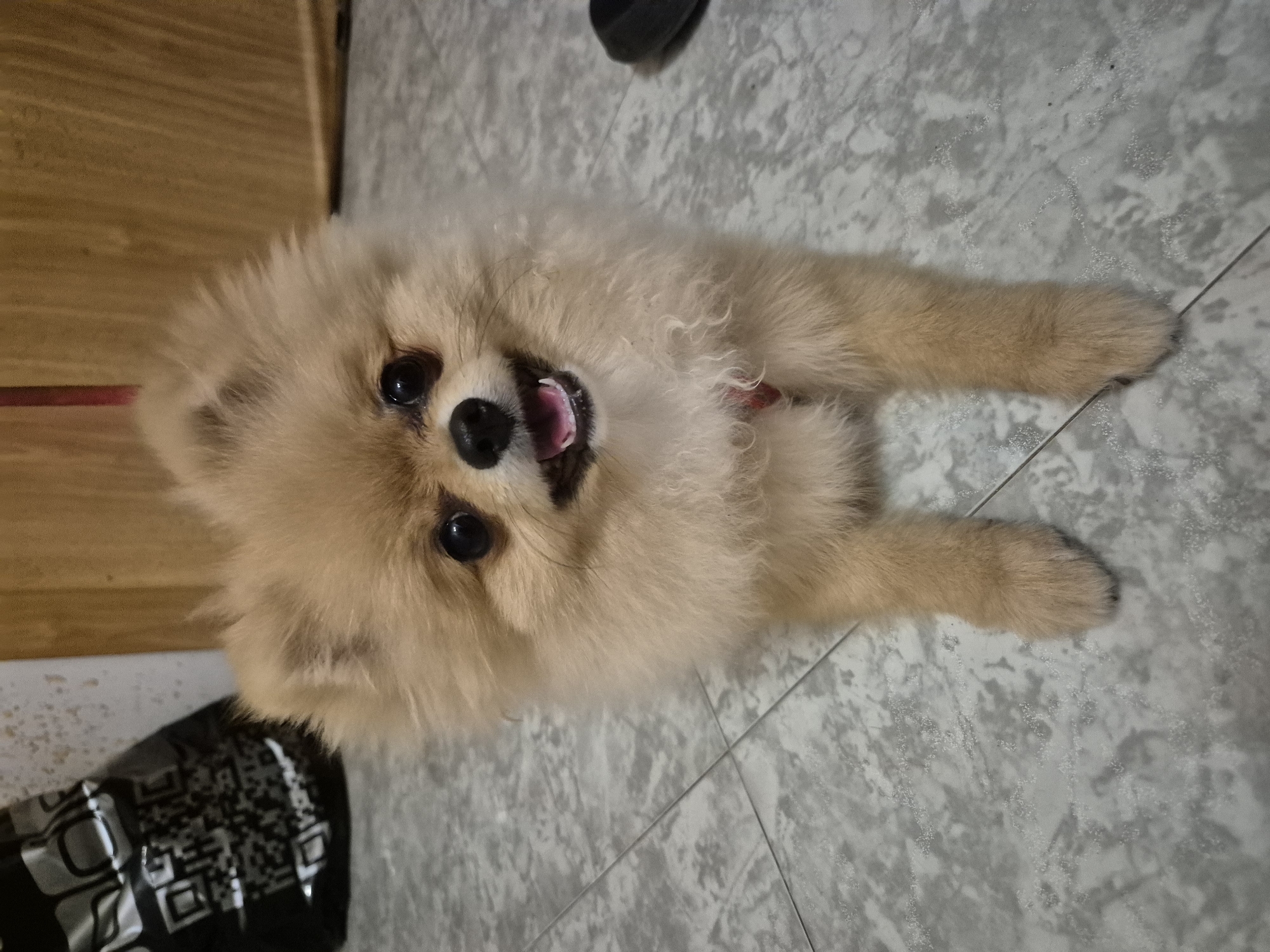 A light brown Pomeranian dog with a fluffy coat sits on a gray tiled floor, looking directly at the camera. The dog's mouth is slightly open, revealing its pink tongue and teeth. Its ears are perked up, and its dark eyes are wide and alert. A thin red collar is visible around its neck. In the background, a wooden partition is visible, and to the left, a black bag with a QR code pattern is leaning against a wall. The lighting suggests an indoor environment, possibly a home or a pet-friendly establishment in Burgas, Bulgaria, given the provided context.