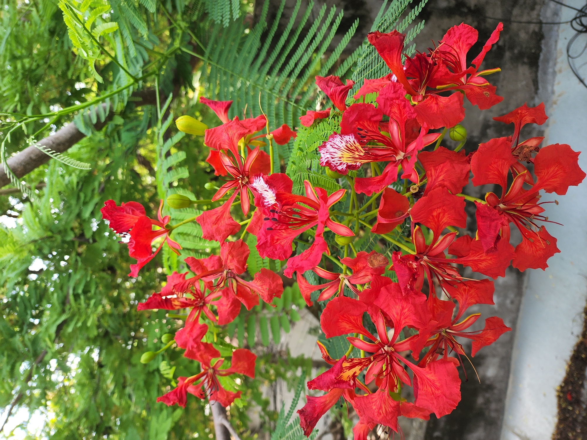 A close-up, eye-level outdoor shot captures a cluster of vibrant red flowers with yellow and white accents, likely Flame Tree flowers, in what appears to be a garden setting. The flowers are in full bloom, with delicate petals and prominent stamens. Behind the flowers, lush green foliage forms a dense background, with some areas out of focus, creating a shallow depth of field. A hint of a grey concrete wall is visible at the bottom of the image. The scene is illuminated by natural light, suggesting it was taken during the daytime. The overall impression is one of natural beauty and tropical vibrancy, characteristic of warm climates. Given the location of Phan Thiet Ward, Vietnam, this scene is consistent with the abundant flora found in such coastal areas.