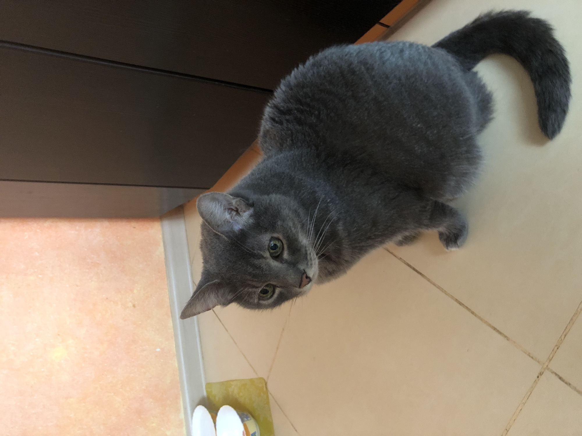 A medium shot captures a grey cat lying on a tiled floor, partially in view of a dark wooden cabinet. The cat is looking downwards and to its left, with its head tilted. Its eyes are open and green, and its whiskers are prominent. The cat's body is mostly covered in grey fur, with a fluffy tail curled upwards. The floor is tiled in a light beige color, with visible grout lines. A small yellow object and two white objects, possibly containers, are placed near the cat on the floor. The lighting appears to be indoor, with no specific time of day or weather conditions indicated. The scene is domestic, with a focus on the animal. No visible text is present in the image.