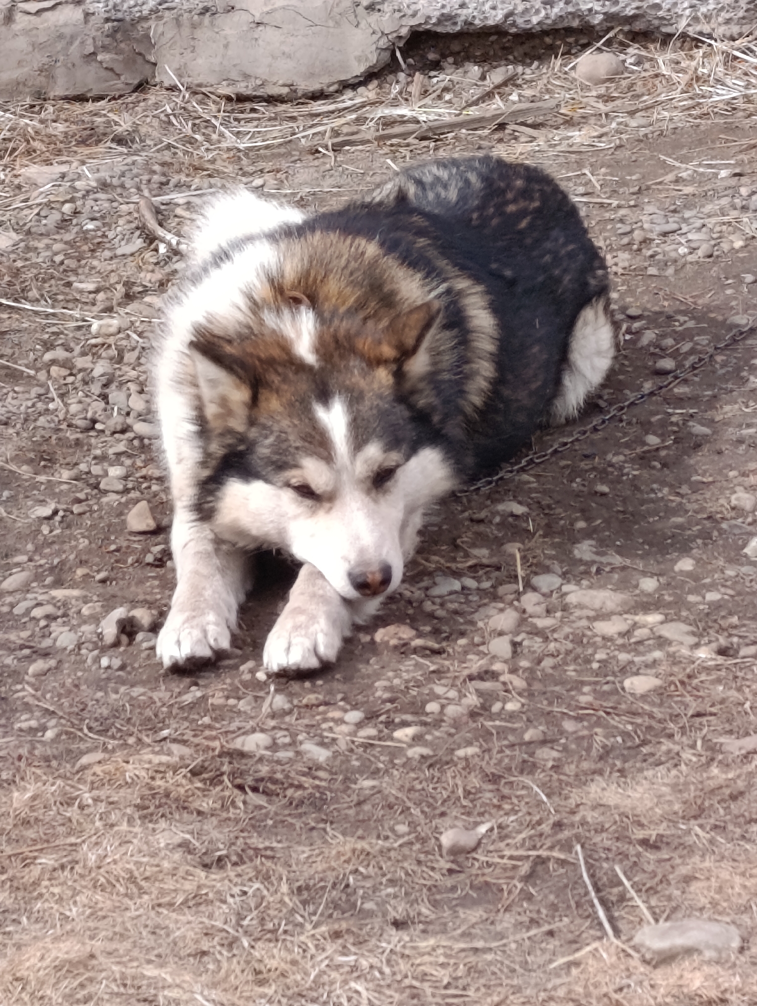 A medium-sized dog, likely a husky mix due to its coat pattern, rests on a dirt and gravel surface littered with dry grass and small stones. The dog has a white and brown face with a white stripe down its forehead, white paws, and a dark body with some white markings. It is lying down with its front paws stretched out. A chain is visible extending from the dog's body toward the upper right of the frame, suggesting the dog is tethered. The background includes a concrete or stone structure partially visible at the top of the frame. The scene is likely outdoors and the ground is dry. The location is assumed to be Krasnoyarsk, Russia.