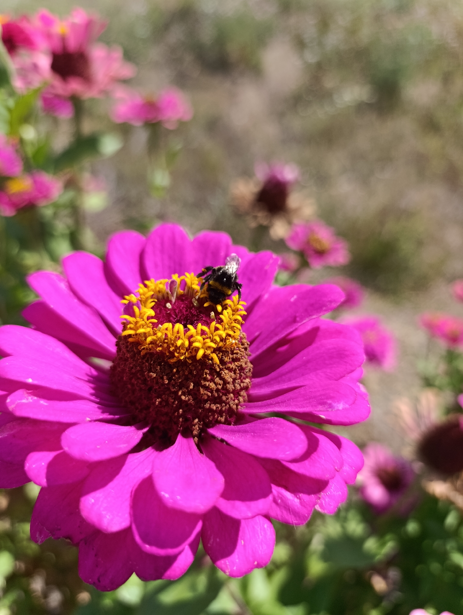 In the foreground, a vibrant magenta zinnia flower is in sharp focus. A bumblebee, with its black and yellow striped body, is perched on the flower's yellow center, appearing to collect nectar. The flower has numerous delicate, overlapping petals. In the background, other zinnias, predominantly in shades of pink and magenta, are blurred, indicating a shallow depth of field. The environment appears to be an outdoor garden setting with greenery and soil visible. The image location is identified as Bulatselivka, Ukraine.