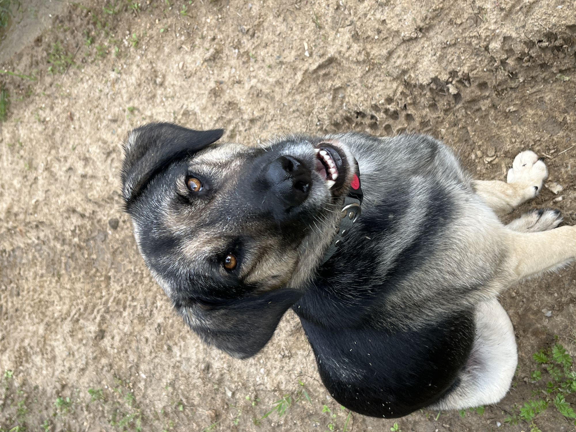 A medium-sized dog with black, gray, and tan fur is sitting on a dirt path, looking up at the camera with its mouth slightly open, revealing its teeth. The dog is wearing a black collar with a red tag. The path is textured with tire tracks and small patches of green grass. The background is out of focus, showing more of the dirt path and distant greenery. The image appears to be taken outdoors, possibly in a rural or park-like setting in Nizhny Tagil, Russia.