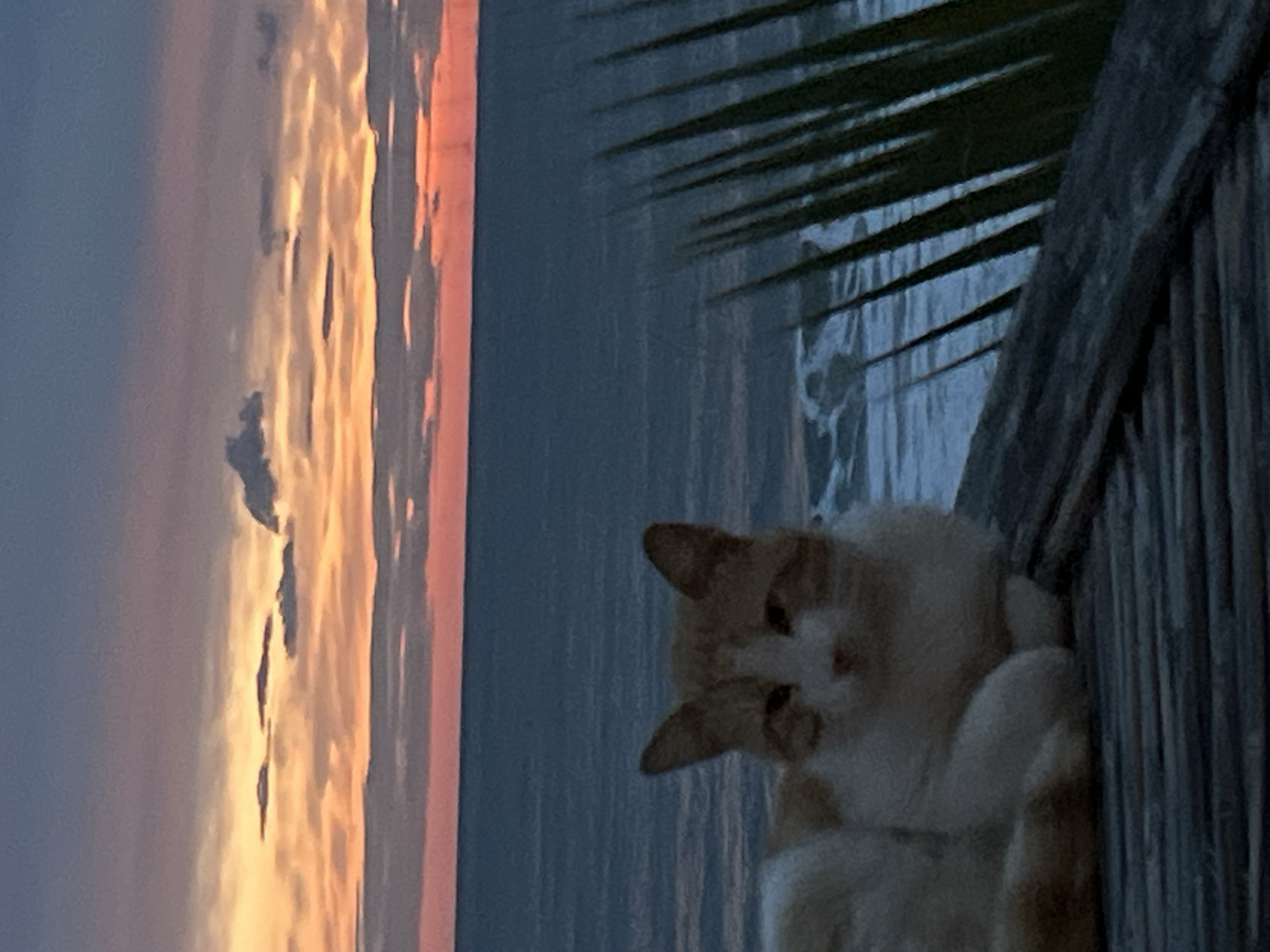 A medium shot captures a cat grooming itself on a ledge, set against a backdrop of palm fronds and a sunset. The cat, predominantly white with orange patches, is perched on what appears to be a wooden railing or ledge, its paw raised to its face in a grooming motion. To the right of the cat, palm fronds are visible, and further to the right is a weathered wooden fence.
The background features a striking sunset, with hues of orange, pink, and blue dominating the sky and reflecting off the water. The sky is adorned with clouds that contribute to the dynamic sunset scene.
Given the presence of a sunset over water, palm trees, and the general aesthetic, it's plausible this scene could be located in Alanya, Turkey, a coastal city known for its Mediterranean climate and scenic views.