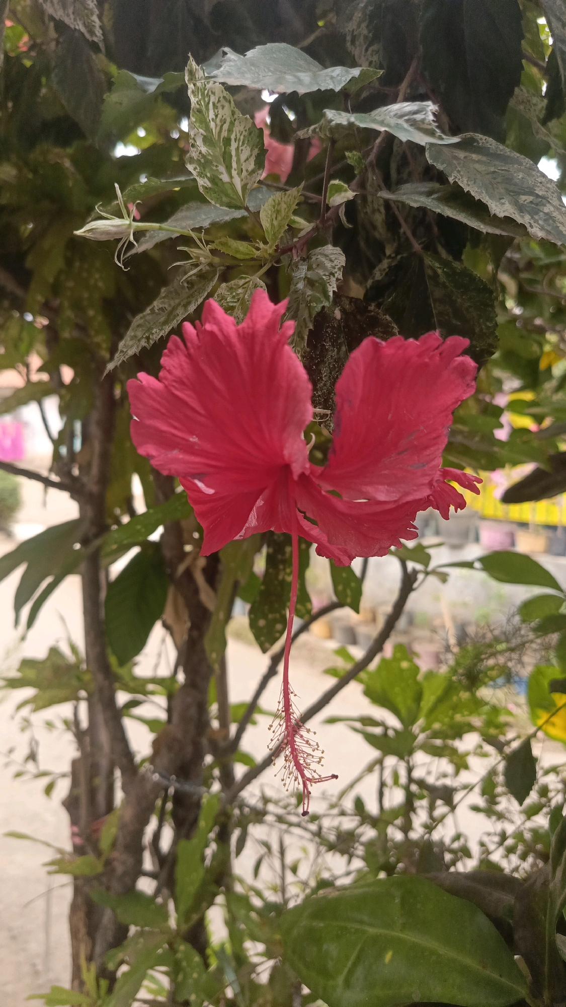 A bright pink hibiscus flower hangs in the center of the frame, its delicate petals slightly ruffled. The flower's long, thin pistil, tipped with pollen, extends downwards. The hibiscus is part of a plant with textured, dark brown branches and variegated green and white leaves. The background is softly blurred, showing more greenery and hints of buildings with yellow and pink accents, suggesting an outdoor urban environment in Kebumen, Indonesia. The lighting is natural and appears to be daytime, creating soft shadows and highlighting the flower's vibrant color.