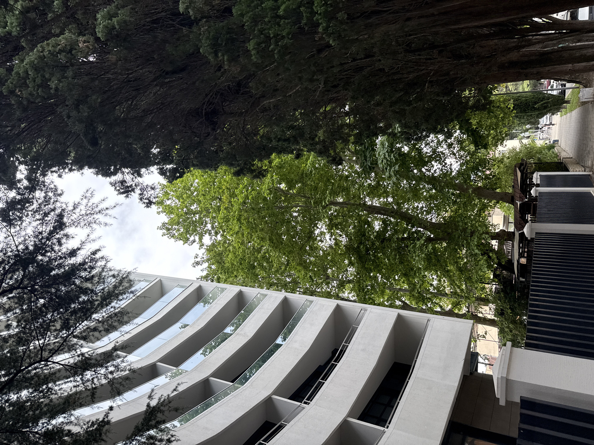 A street scene in Sochi, Russia, features a modern, white, curved apartment building on the left, with multiple balconies. Dense evergreen trees line the right side of a pedestrian sidewalk. A large deciduous tree with bright green foliage is visible between the building and the evergreens. The sidewalk runs alongside the street, where vehicles are parked and traffic is visible in the distance. The sky is overcast. A dark metal fence with white pillars borders the apartment building's property in the foreground.