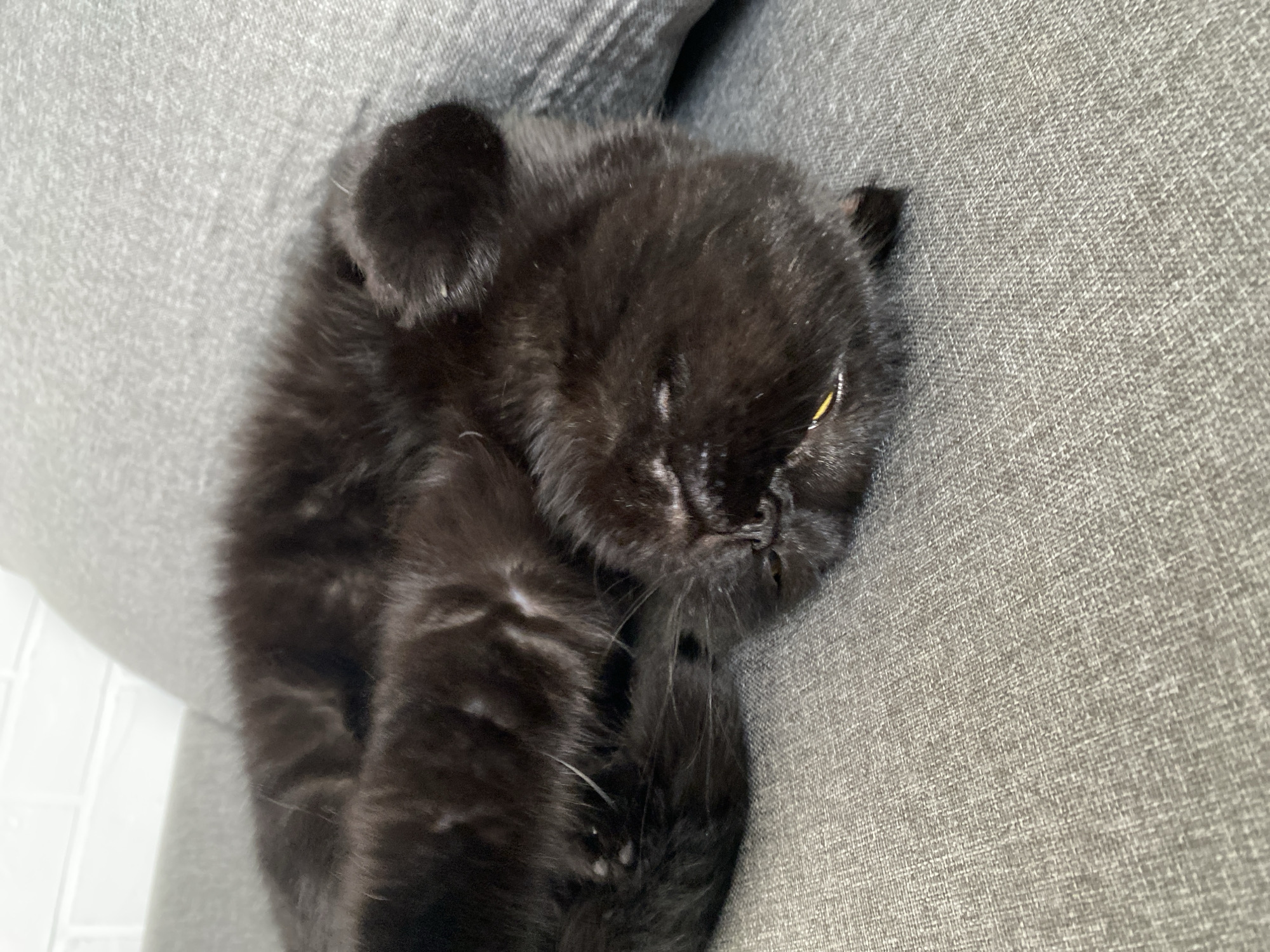 A black cat is curled up and sleeping on a gray couch. The cat is lying on its back with its paws tucked in. Its eyes are closed, and its mouth is slightly open, revealing a bit of its tongue. A small yellow object, possibly a collar tag, is visible near the cat's mouth. The couch appears to be made of a textured fabric. In the background, a white brick wall is partially visible.
