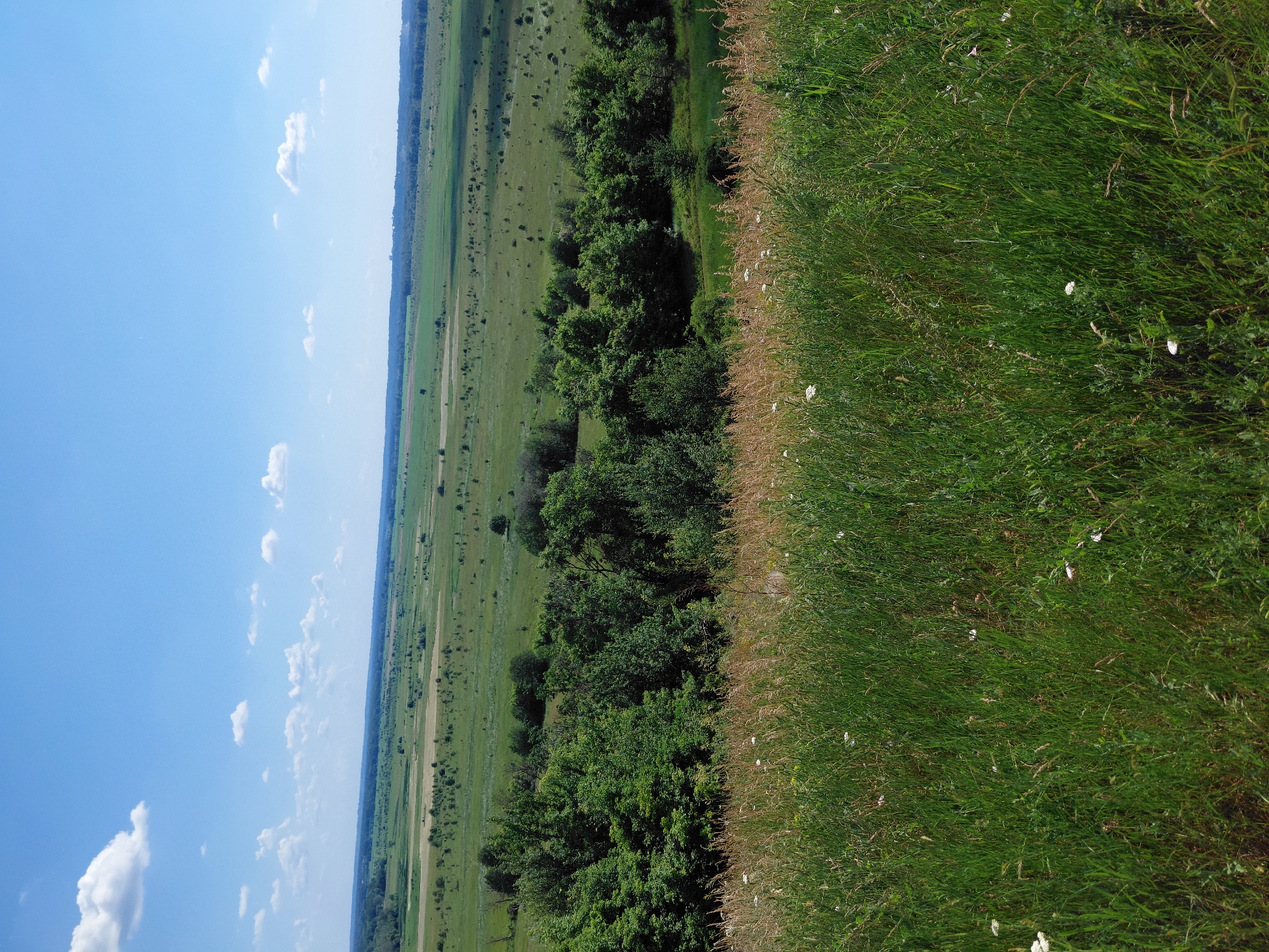 This is a horizontal, eye-level, full-shot photograph of a natural landscape under a bright blue sky with scattered white clouds. The foreground is dominated by a dense field of tall green grass with patches of dry, light brown grass and a few small white wildflowers. Behind the foreground, there is a line of lush green trees, forming a dense forest. Beyond the trees, the landscape opens up into a vast, gently rolling green plain dotted with smaller clusters of trees and patches of lighter green, possibly fields of crops. The horizon is lined with a distant, darker band of trees, and the sky stretches out above, clear and blue with a few wispy white clouds. The scene depicts a serene, rural environment with no people or man-made structures immediately visible.