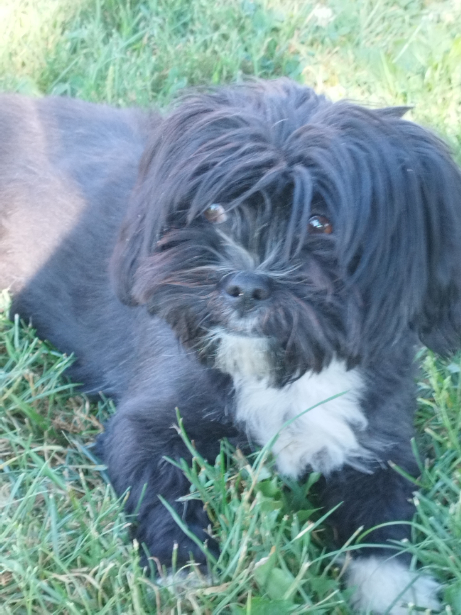 A small, shaggy dog with dark fur and a white chest lies on a patch of green grass. The dog's face is partially obscured by its long, dark hair, but its brown eyes are visible. The dog appears to be resting, with its body mostly relaxed. The background consists of more green grass, suggesting an outdoor setting. No specific location in Bucharest, Romania, can be determined from the image.