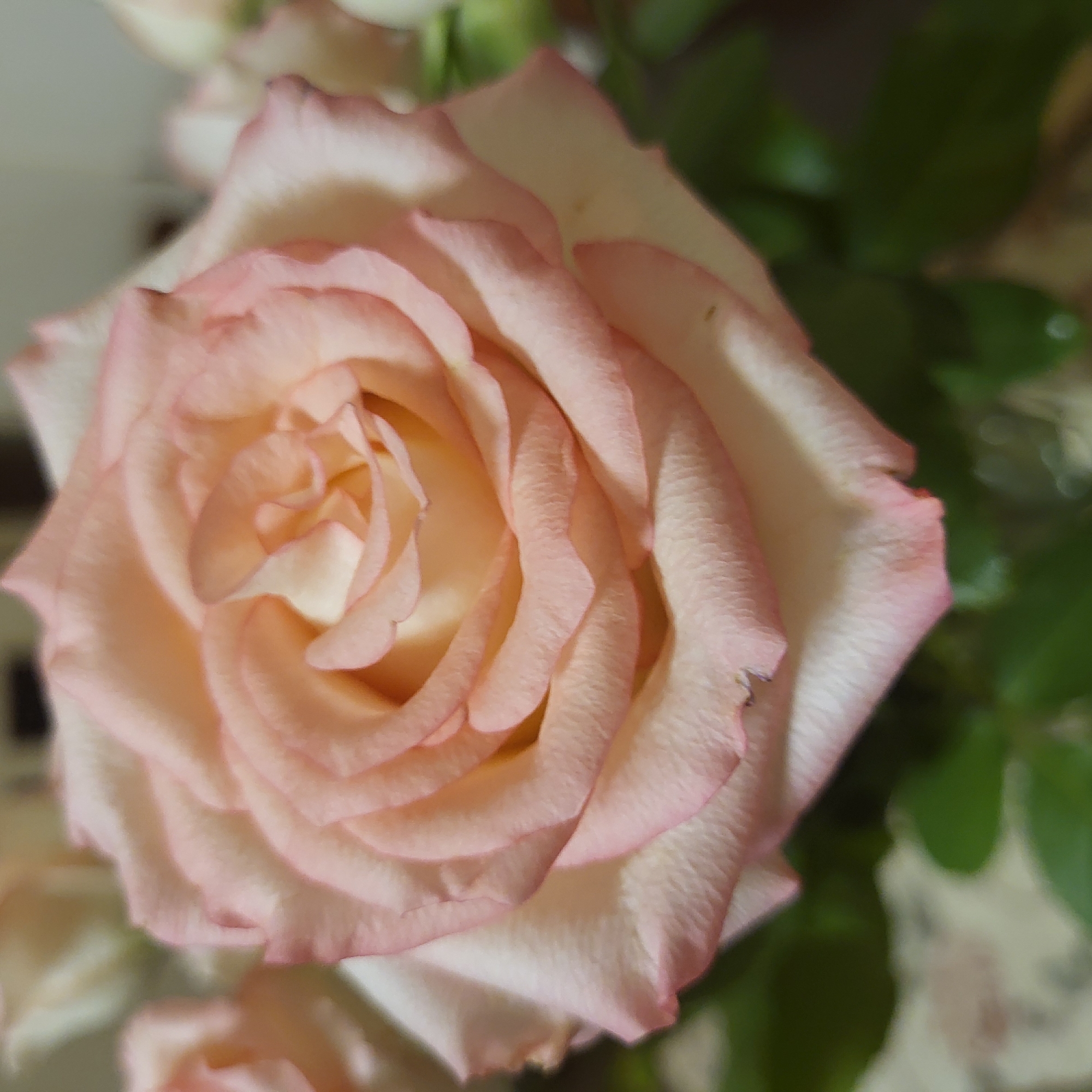 A close-up shot focuses on a pink and white rose with tightly packed petals. The rose is the primary subject, filling most of the frame. Behind the rose, blurred green leaves and other partially visible roses suggest it is part of a bouquet. The background is out of focus, with glimpses of brown and white shapes. The image does not offer any information about location or time.