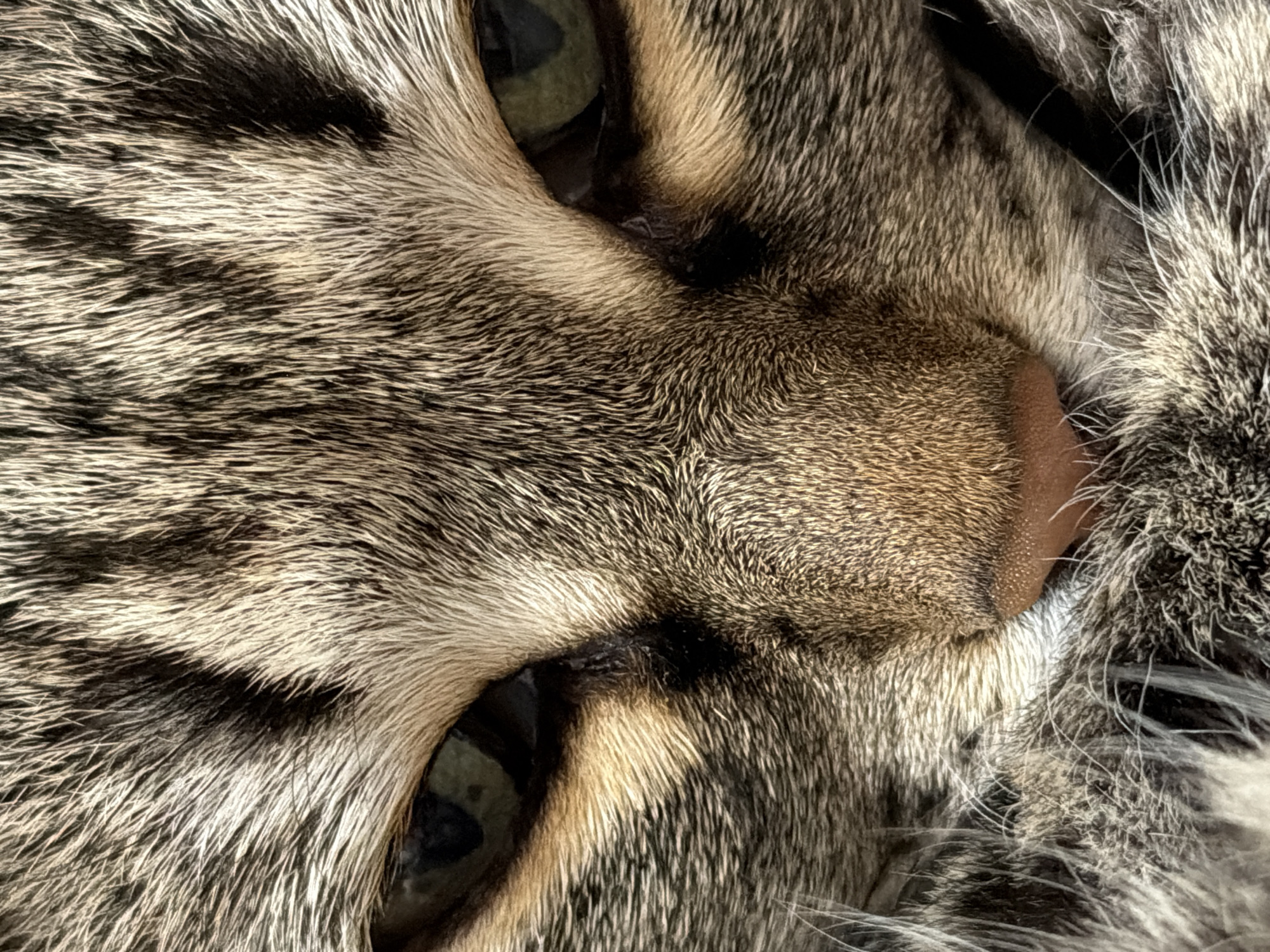 The image is a close-up of a tabby cat's face, likely taken at a very close range. The focus is on the cat's eyes, nose, and fur. The cat has light green eyes and a pink nose. The fur is a mix of gray, brown, and black stripes. The image is not taken in Izhevsk, Russia, so no information should be included about that location.