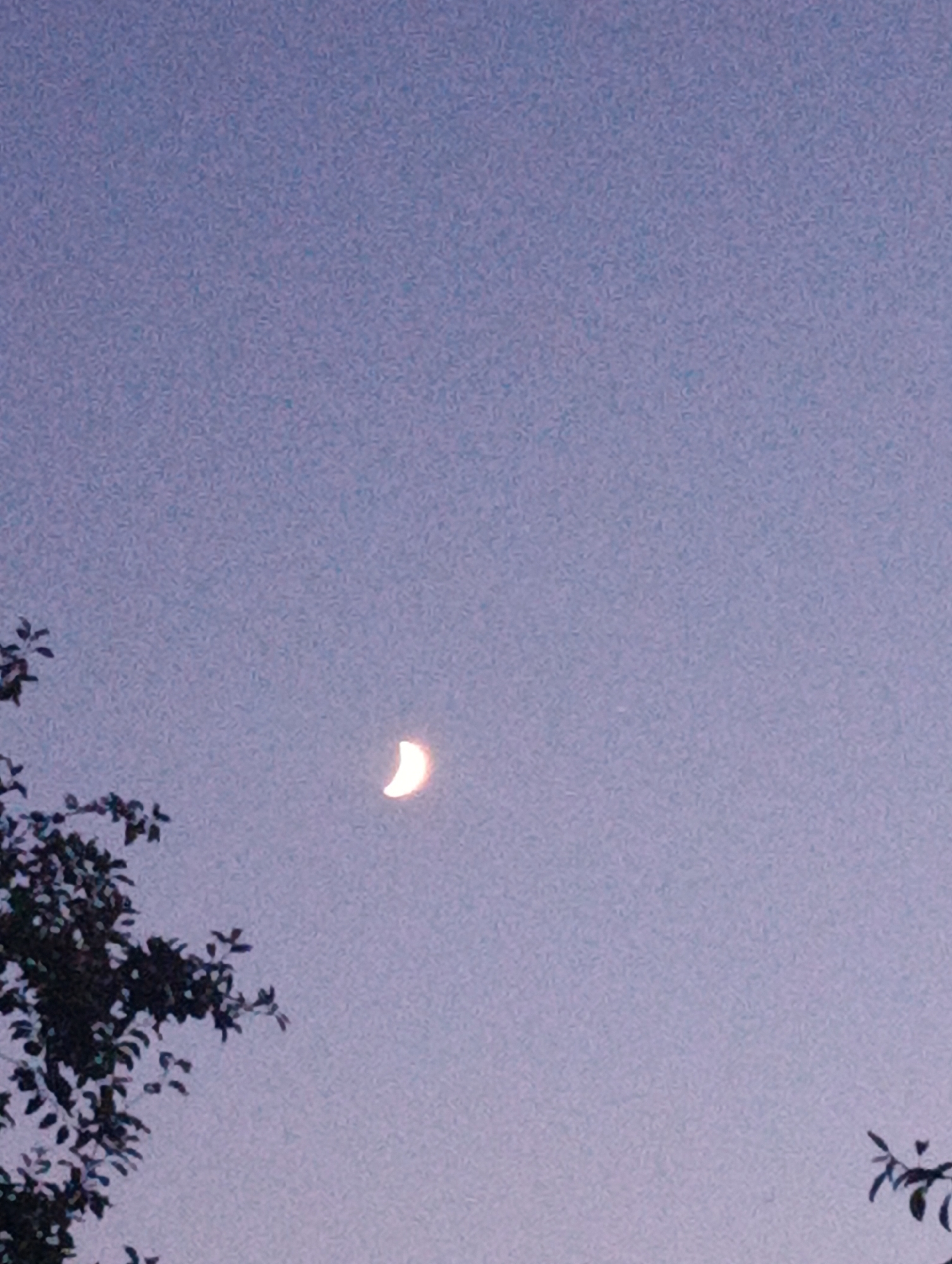A crescent moon is visible in a hazy, pale blue sky, with the silhouette of tree branches in the foreground on the left and right sides of the image. The sky has a grainy texture. The overall scene suggests a twilight or early evening setting. There are no people or specific landmarks of Chernihiv visible.