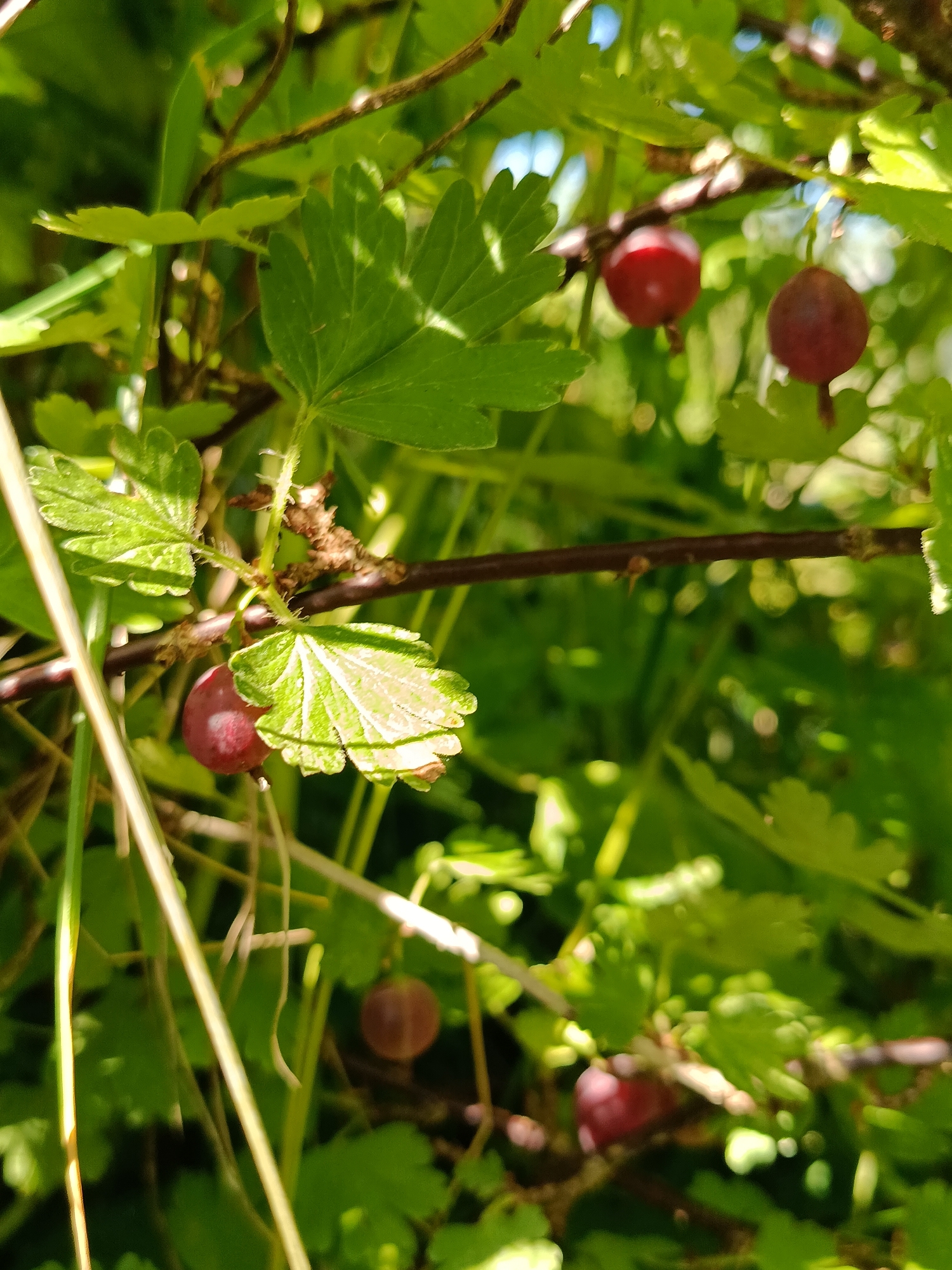 The image is a close-up, outdoor, eye-level shot of gooseberries growing on a bush. The berries are round and range in color from deep red to a purplish-brown. They are clustered on branches amidst lush green leaves, some of which are serrated. Sunlight filters through the foliage, creating highlights and dappled shadows. The background is blurred green foliage, suggesting a natural environment. The scene appears to be in a garden or wooded area. There are no people or animals visible in the image. The overall impression is one of natural abundance and the bounty of summer. The location is identified as Verea, Russia, implying this scene is found within the city's natural or cultivated green spaces.