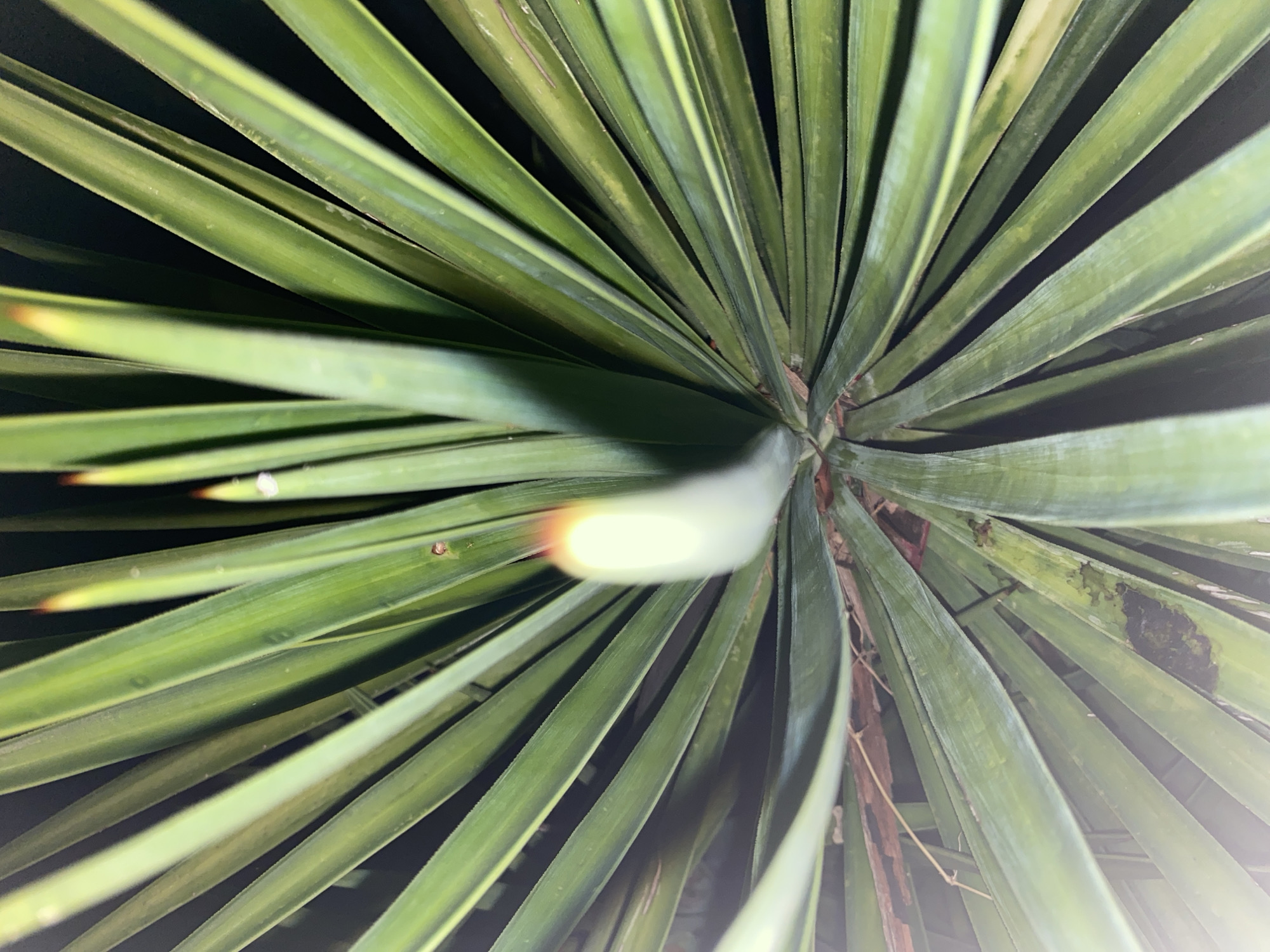 A close-up, top-down view shows the sharp, green leaves of a plant, possibly a yucca or palm, against a dark, blurry background. The leaves radiate outwards from a central point, with some in sharp focus and others blurred by depth of field. One bright, blurred leaf stem in the center appears to be emitting light. The leaves are long, slender, and pointed, with visible veins running their length. Some leaves have reddish-brown tips and small dark spots or imperfections. The overall impression is one of natural, organic growth, with the darkness suggesting it might be nighttime or a shaded area. There are no people or other discernible objects in the scene, and no specific location within the city can be determined.