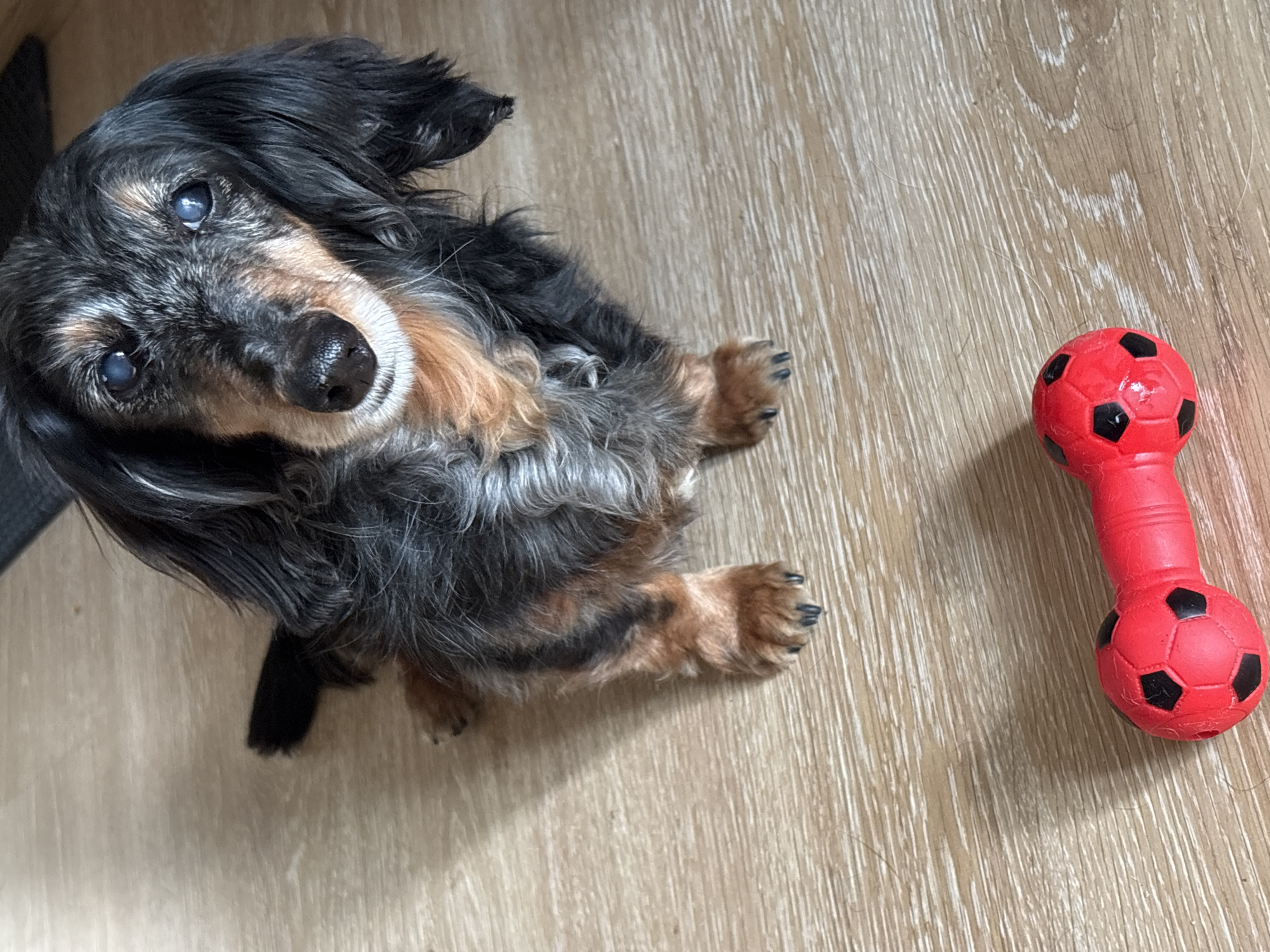 A dachshund with long, black and gray fur lies on a light wood-grain floor. The dog is positioned with its head tilted up towards the camera, showing cloudy eyes. A red dog toy with black soccer ball patterns is on the floor to the dog's right. The environment is indoors with a plain background, and there's no indication of this image being taken in Izhevsk, Russia.
