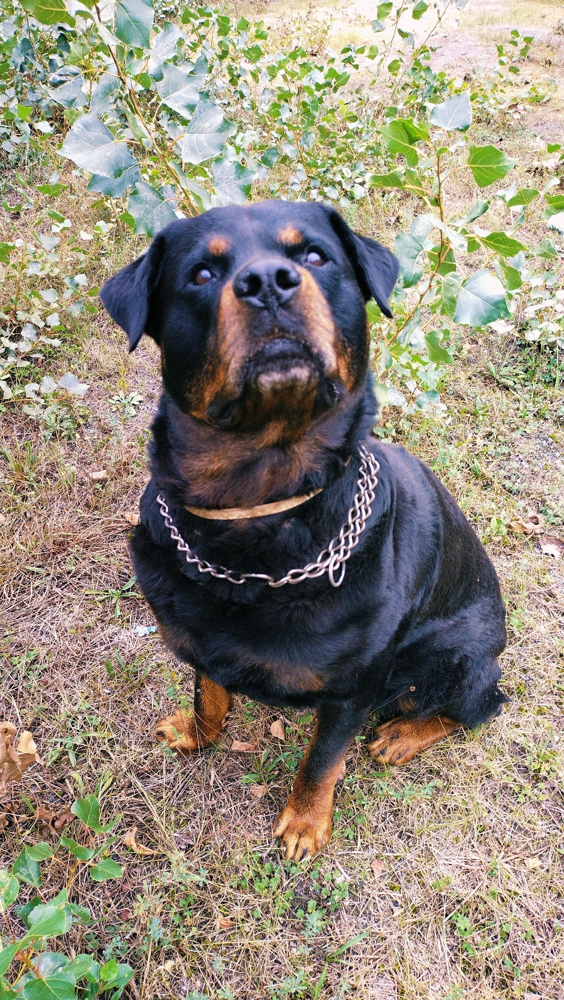 A Rottweiler dog sits on a patch of dry grass and sparse green vegetation. The dog is black with tan markings on its face and legs. It wears a metal chain collar and a lighter colored band around its neck. The background consists of leafy green bushes and dried foliage. The scene appears to be an outdoor environment, possibly a park or backyard, in the city of Horishni Plavni, Ukraine.