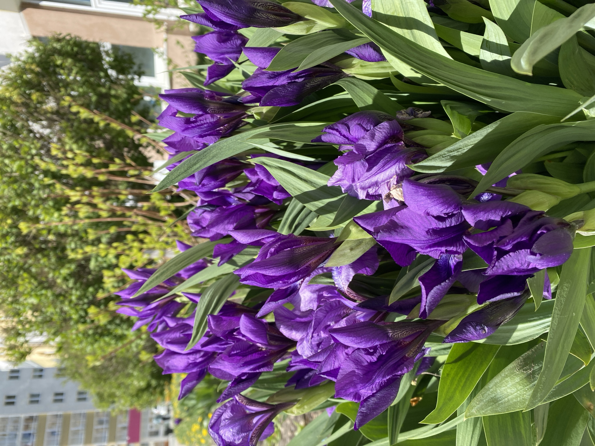 The image shows a close-up view of a cluster of purple irises. The flowers are in various stages of bloom, with some fully open and others still in bud. The leaves are long, green, and blade-like. In the background, there is a blurred view of a building and some trees. The location is identified as Yekaterinburg, Russia.
