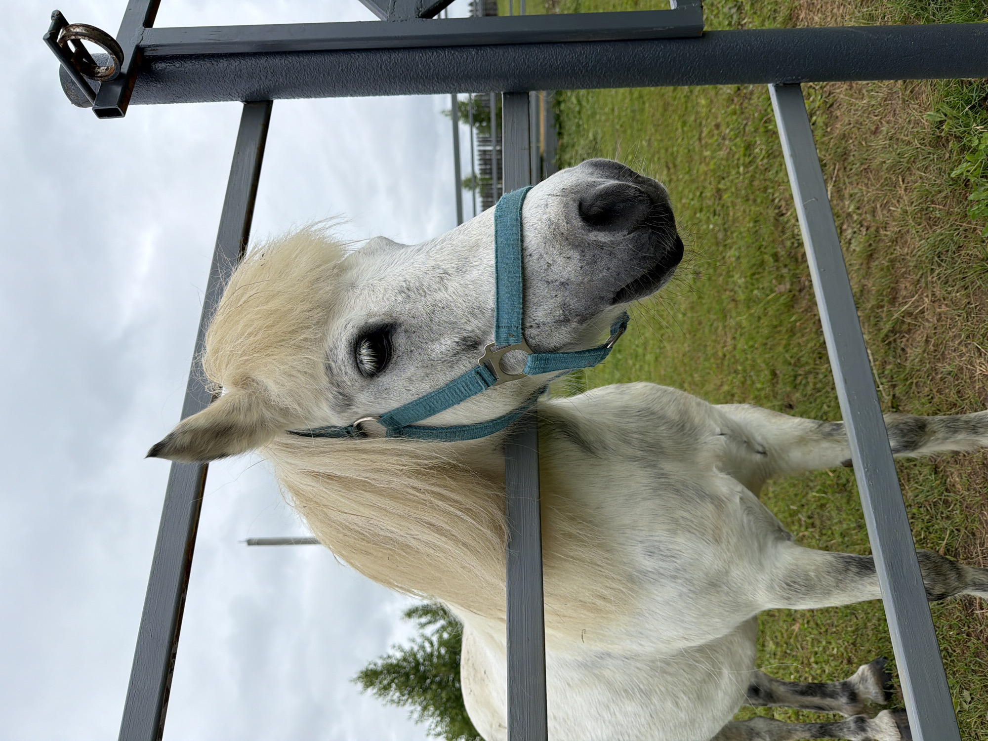 An outdoor, eye-level, full-shot photograph depicts a light-colored horse, possibly a pony, with a white and grey dappled coat and a long, light blonde mane and forelock. The horse is positioned behind a dark grey, rectangular metal fence, with its head and neck extending above and through the horizontal bars. A teal-colored halter is secured around the horse's head. Its dark eye is visible on the right side of its head, and its muzzle and nostrils are prominent. The horse is looking towards the left, with its head slightly turned.
In the background, a verdant grassy field is visible, with sparse patches of drier, lighter-colored grass. On the far left, a cluster of dark green evergreen trees rises. Further in the distance, on the right, additional fence-like structures are faintly discernible. The sky above is overcast with uniform light grey cloud cover. A vertical, dark, pole-like structure is visible in the distant background, to the left of the horse's ear. The fence structure includes two horizontal bars and a vertical post on the right, with a rusted metal ring attached to the top of the post. The scene is located in Kechur, Russia.