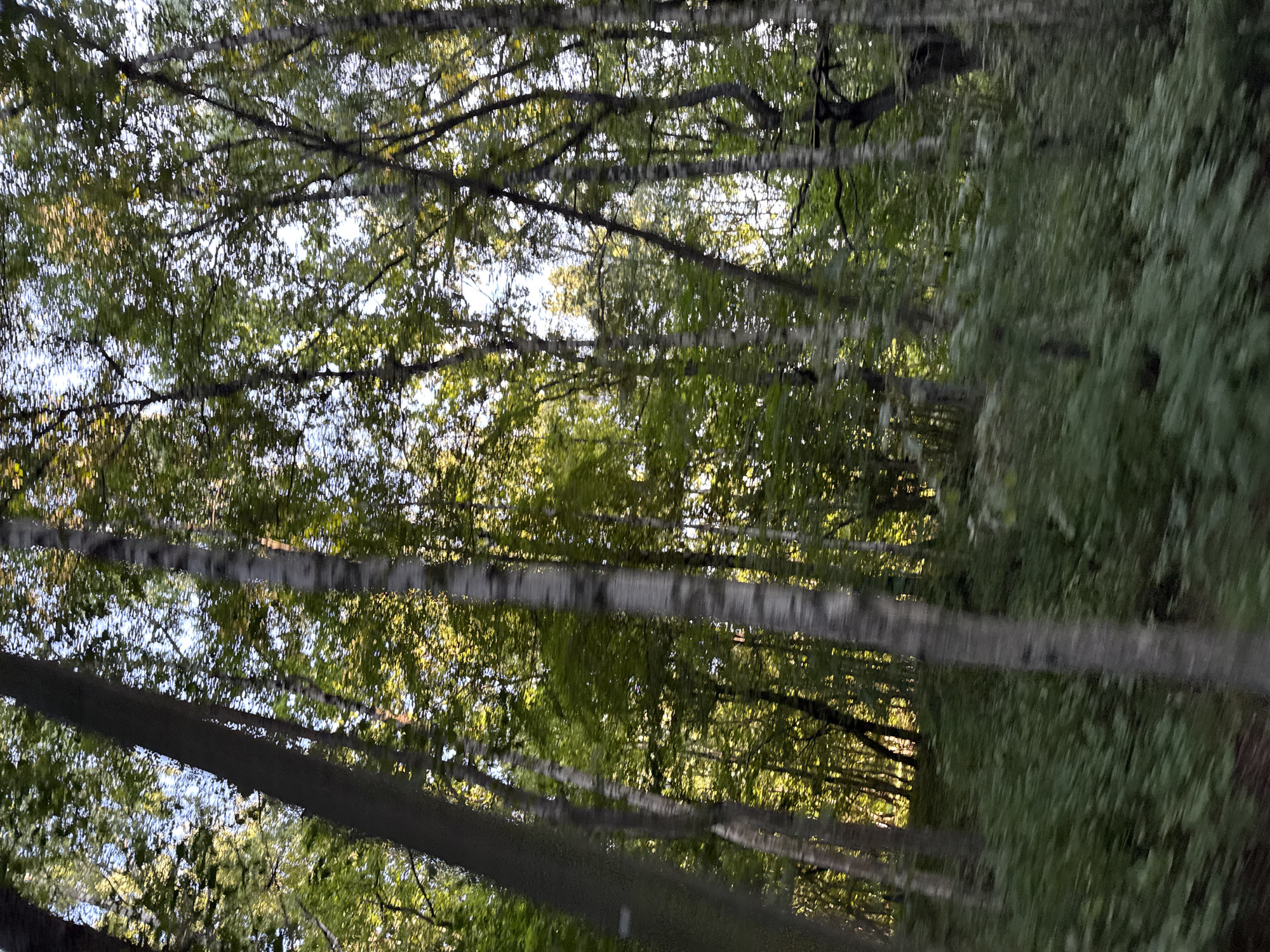The image captures a dense forest scene with tall trees and lush undergrowth. The trees are a mix of deciduous species, with some showing the characteristic white bark of birches. Sunlight filters through the canopy, creating dappled light and shadows on the forest floor. The overall impression is one of natural beauty and tranquility. The image appears to have been taken from a moving vehicle, as evidenced by the motion blur in the foliage.
While I cannot definitively identify the exact location of this image within Tallinn, Estonia, this type of forest landscape is common in the many parks and green spaces surrounding the city. Areas like Nõmme Forest, Pirita Forest, or the botanical gardens would likely feature similar scenery. The presence of birch trees and dense foliage suggests a temperate climate and a healthy forest ecosystem. The time of year is likely late spring or summer, given the vibrant green of the leaves. There are no visible people or man-made structures in this particular frame, emphasizing the natural and undeveloped aspect of the scene.