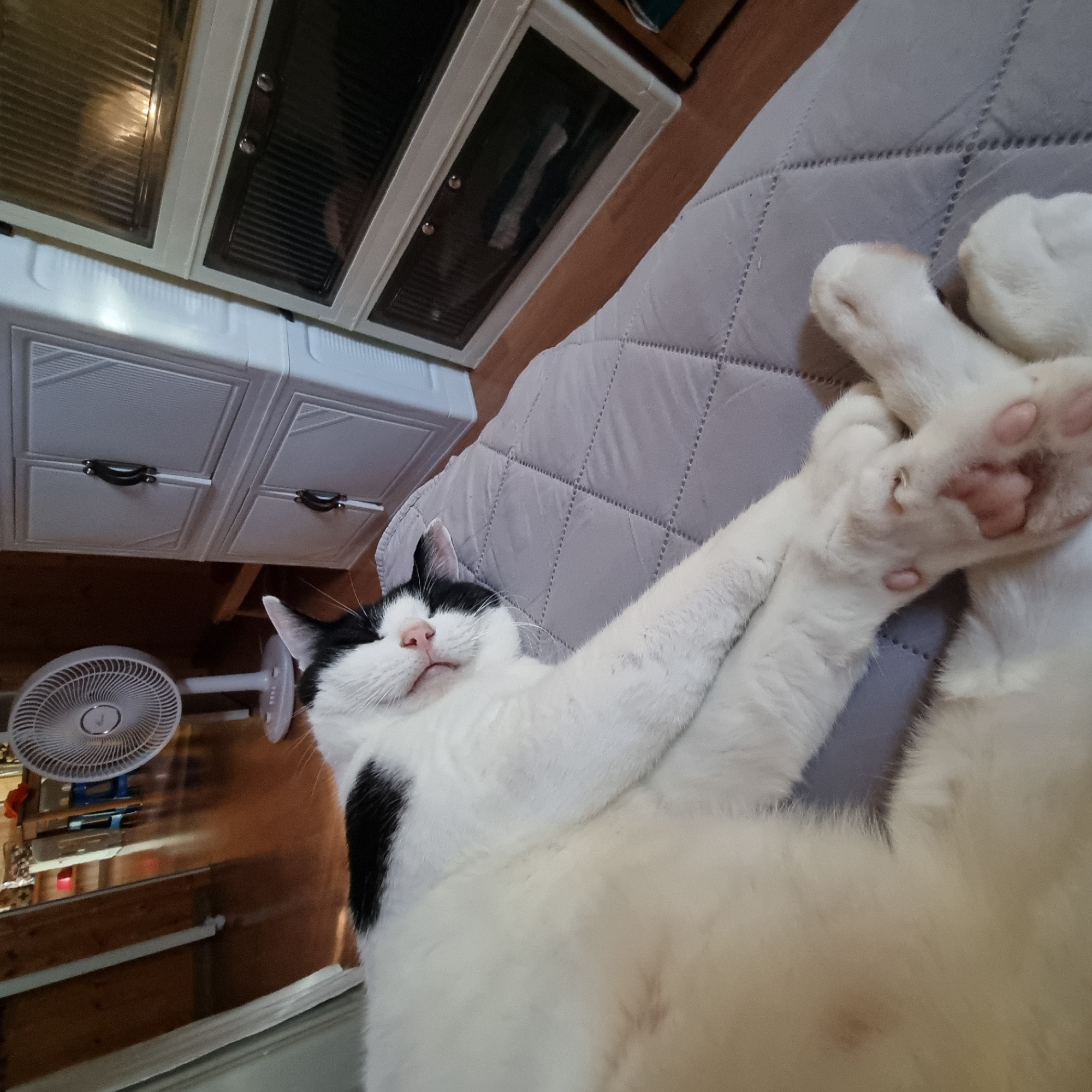 A black and white cat is sleeping on a quilted gray surface. The cat is lying on its back with its legs crossed and its head resting on its paws. Its eyes are closed and its mouth is slightly open. The cat's fur is clean and soft. In the background, there is a white fan and a stack of white cabinets. The cabinets have black handles and are made of plastic. The floor is wooden. The scene appears to be indoors.
