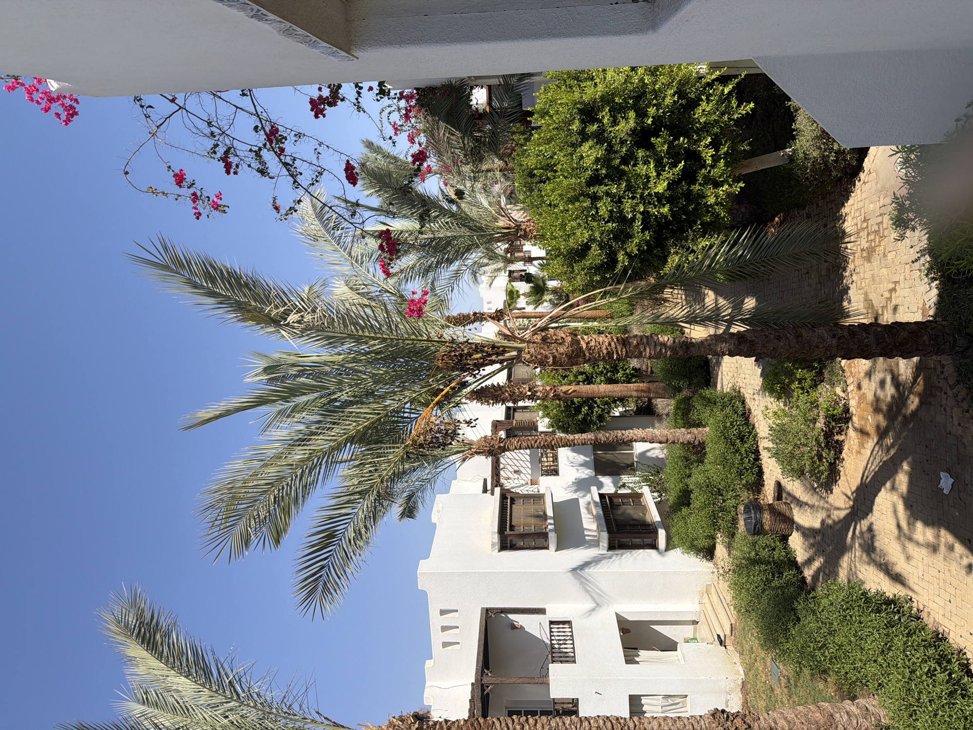 The image depicts a view of a courtyard in Sharm El Sheikh, Egypt, characterized by lush vegetation, palm trees, and white stucco buildings. A prominent white building with traditional architectural elements like wooden balconies and small windows is visible on the left. Adjacent to it, a dense green hedge lines a brick-paved walkway. Several tall palm trees with their fronds reaching towards the clear blue sky are scattered throughout the scene. Pink bougainvillea flowers add a vibrant splash of color to the upper right portion of the image, trailing from a balcony. In the foreground, a wicker trash bin with a black plastic bag liner sits on the pathway, with a shadow of palm fronds cast across the ground. The overall atmosphere is one of a tropical resort or residential area, bathed in bright sunlight.