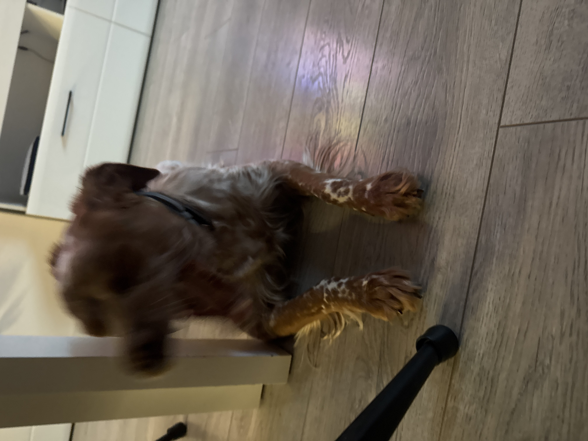 A blurred brown and white dog is lying on a wooden floor next to a white cabinet. The dog has speckled markings on its legs. A black object, possibly part of a chair, is visible in the lower right corner of the frame. The location appears to be indoors. There is no evidence to suggest the scene is in Sofia, Bulgaria.