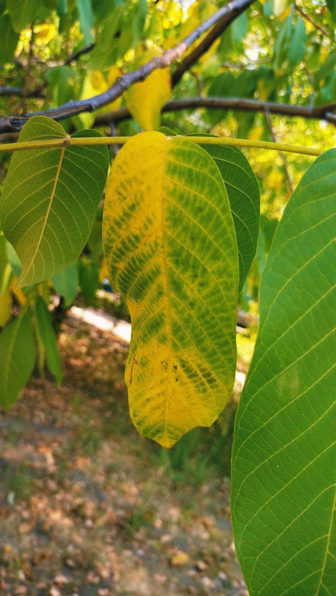 A close-up, vertical shot focuses on a cluster of green and yellowing leaves of a tree, likely in the city of Horishni Plavni, Ukraine. The leaves are detailed, showing prominent veins and varying shades of green and yellow, indicating the transition to autumn. One prominent leaf in the center is half yellow and half green, with a marbled pattern of dark green veins against a yellow background on its left side. To its left and right are two other leaves, predominantly green with visible vein patterns. The background is blurred, showing more foliage, tree branches, and a ground covered in fallen leaves and grass. The lighting suggests a sunny day, with dappled light filtering through the canopy. There are no people or animals visible in the image.