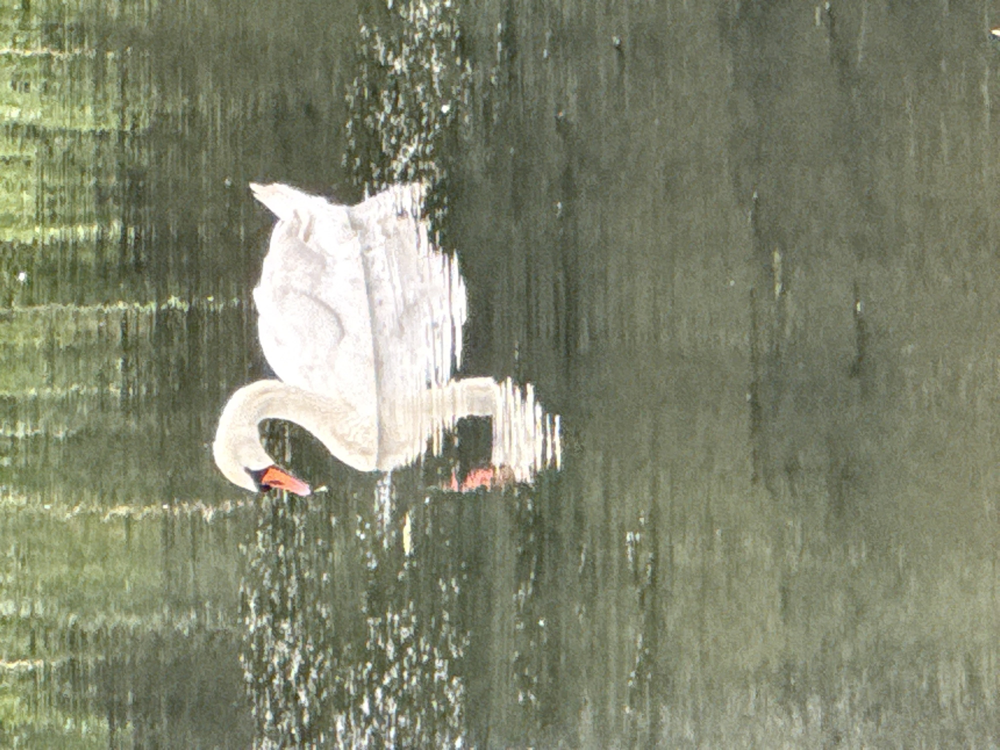 A white swan with a black beak tip and an orange tip swims in murky water. The swan is positioned in the upper right quadrant of the image, facing left. Its reflection is visible below it in the water. The water is dark and appears to have some debris or ripples on its surface. The background is a blurred reflection of greenery, suggesting trees or foliage. The scene is likely a natural body of water, possibly a pond or lake within the city of Szczecin, Poland, though specific location details cannot be determined from the image alone. There are no people or man-made structures clearly visible.