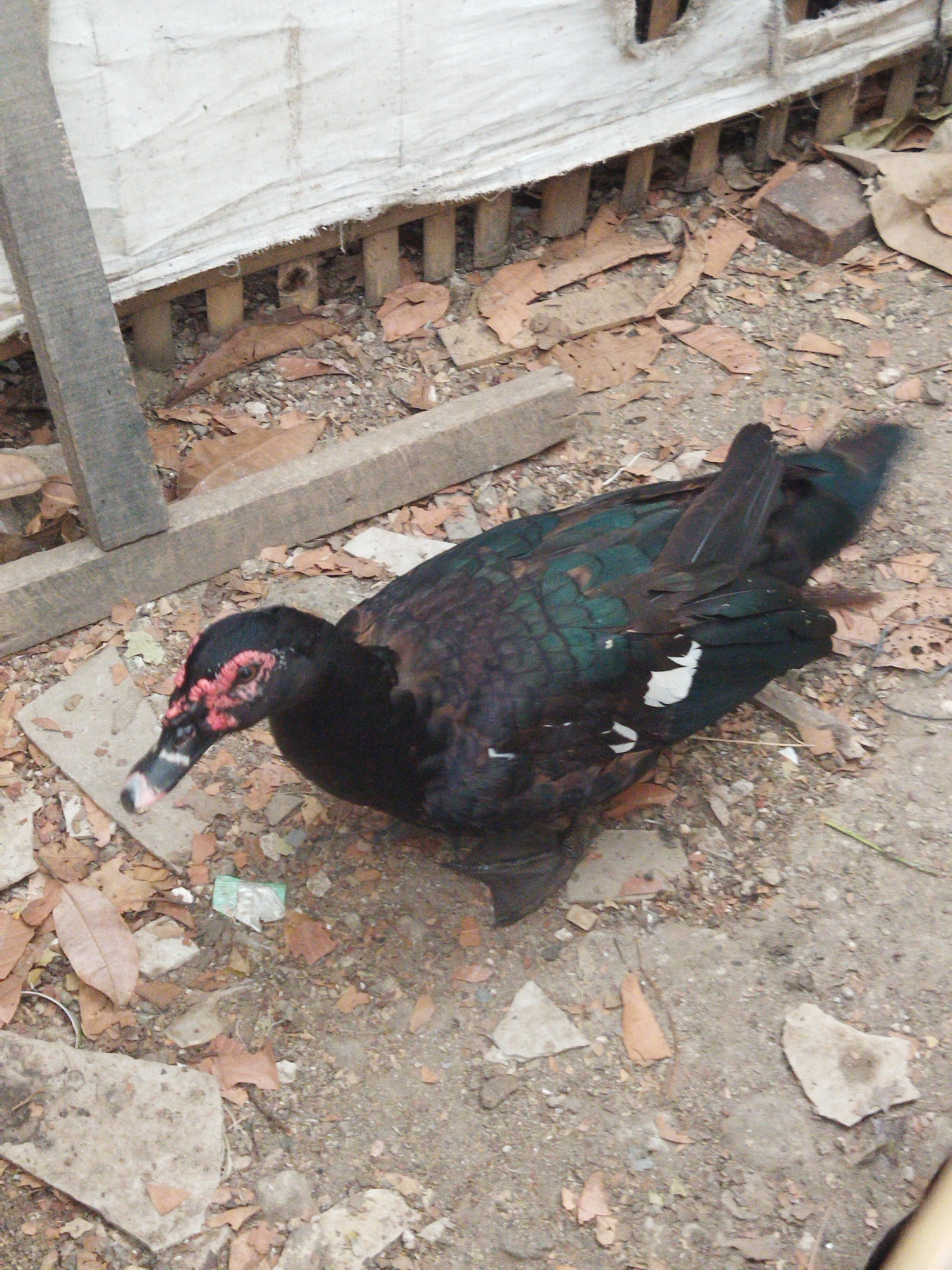 A black Muscovy duck with red caruncles around its eyes and a white patch on its chest stands on a dirt ground in Kosambi, Indonesia. The duck is partially obscured by fallen leaves and debris, including pieces of broken tile and concrete. In the background, a white tarp is draped over a wooden structure with vertical supports. The environment appears to be an outdoor area, possibly a yard or alleyway, with evidence of construction or disrepair.