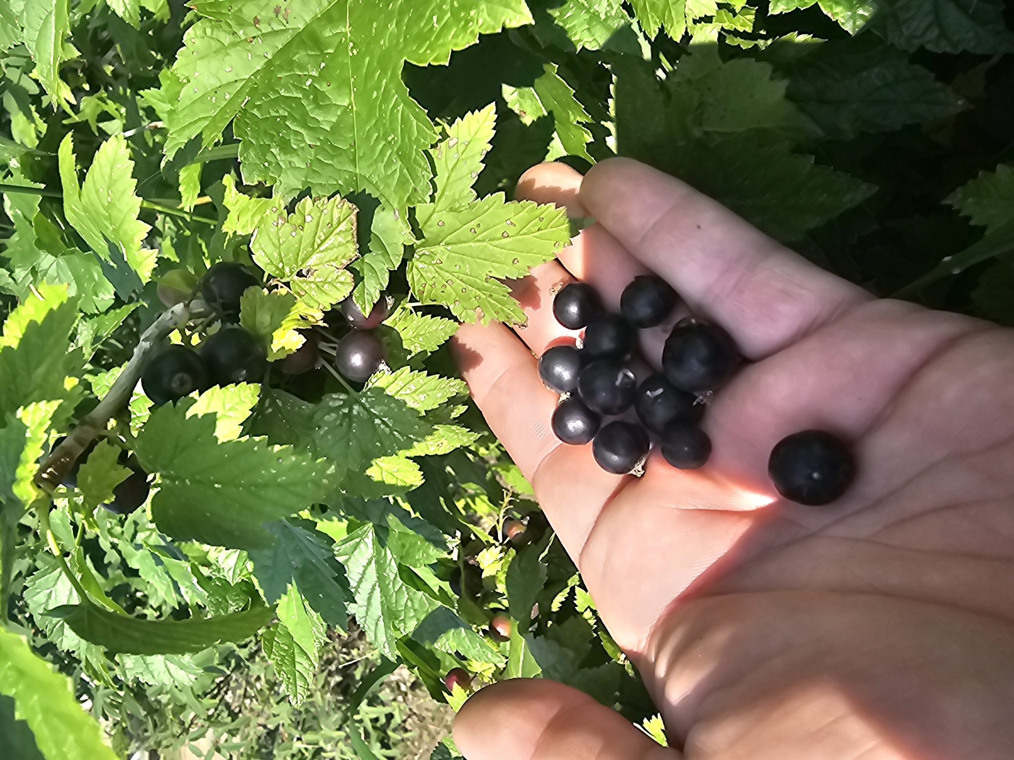 A close-up, eye-level outdoor shot captures a person's hand holding a cluster of ripe black currants against a backdrop of green currant leaves and branches. The hand, with its palm facing upwards, cradles approximately 15-20 berries. The berries are dark, round, and appear smooth, with some showing slight indentations or variations in their spherical shape. Sunlight illuminates the hand and berries, creating a warm glow and casting subtle shadows. The leaves in the background are a vibrant green, some showing small brown spots. The overall scene suggests the act of harvesting fruit in a garden or natural setting. The image is presumed to be from Georgievka, Russia, though no specific landmarks are visible to confirm this location.