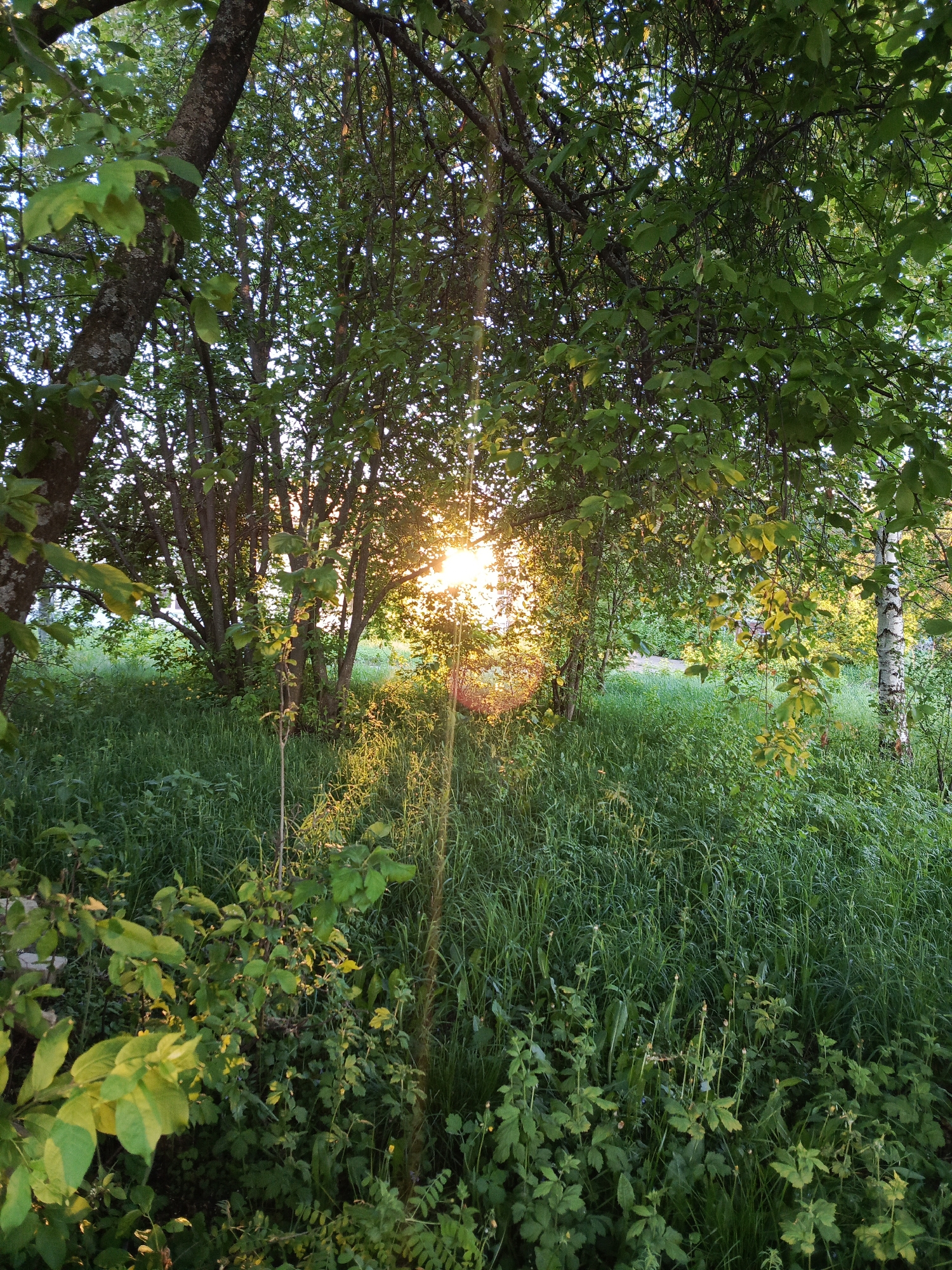 The image shows a sunlit, overgrown area in Chaikovsky, Russia. The foreground has tall grass and dense greenery. Sunlight filters through the trees in the midground, with a distinct bright spot in the center. A birch tree is visible on the right. The scene suggests an untended or wild section of the city. No people or animals are visible.