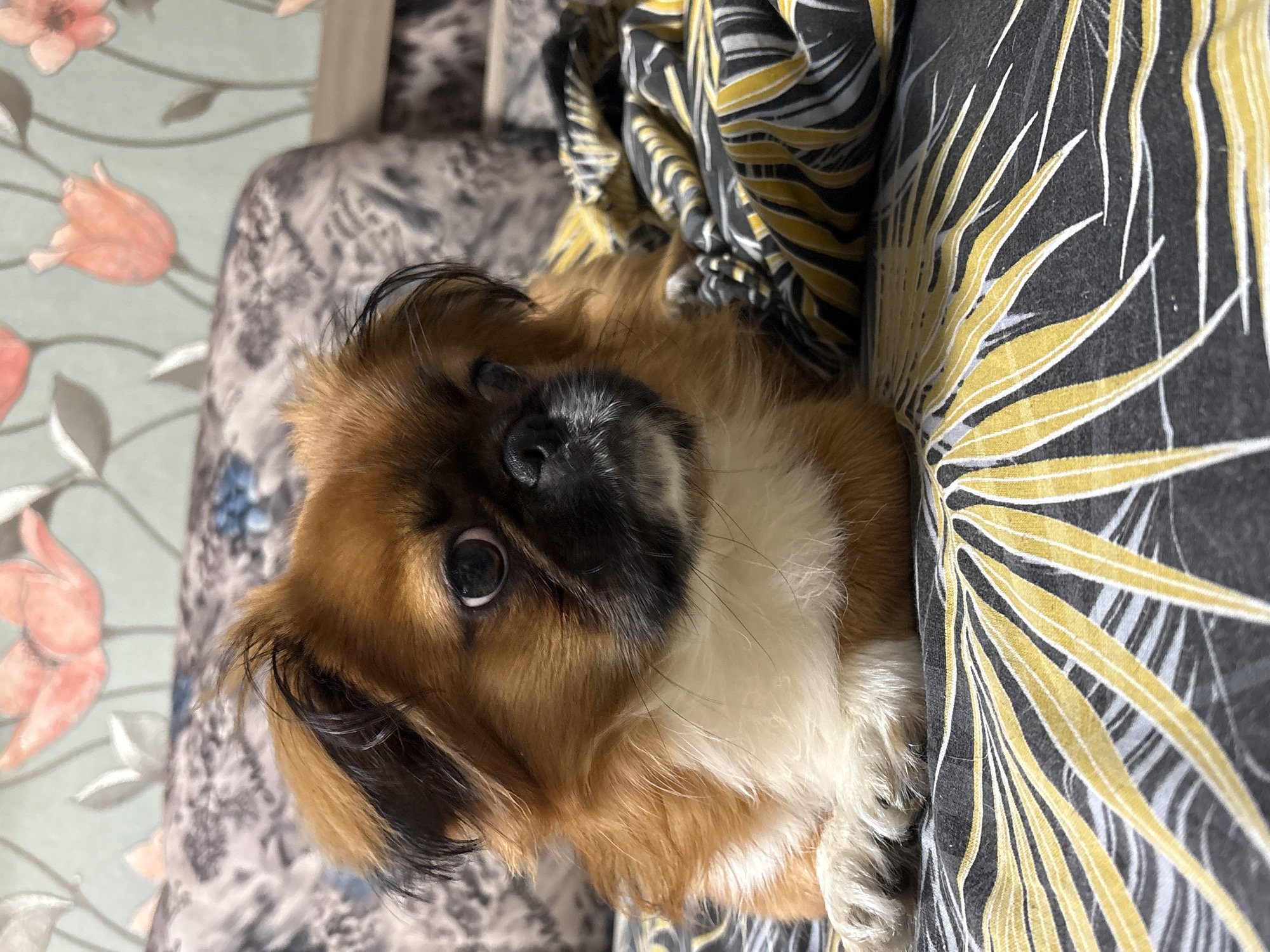 A close-up, slightly canted, indoor photograph features a small, tan and black Pekingese dog with a white chest. The dog is nestled amongst patterned fabrics, with a floral print cushion to its left and a black and yellow patterned fabric to its right. The photo was taken in Klin, Russia.